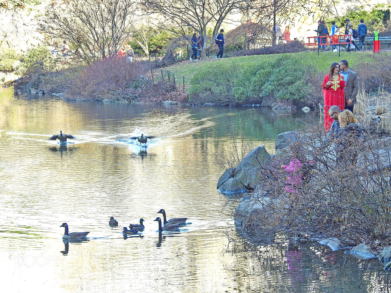 Nikon Coolpix P900 sample photo. Central park, nyc photography