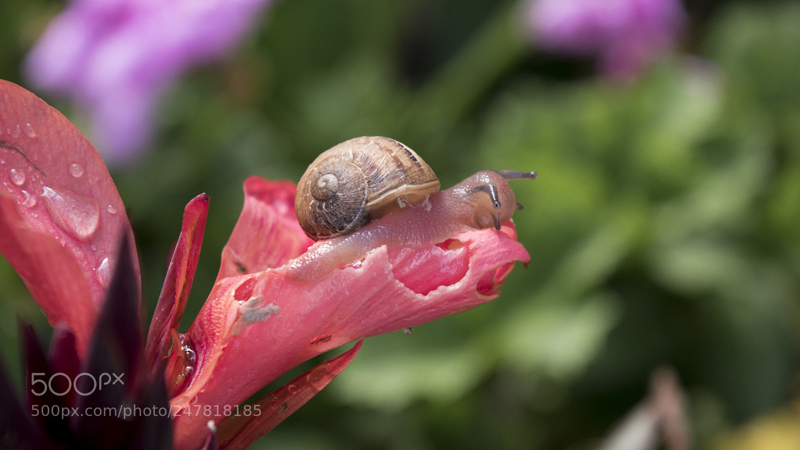 Nikon D5500 sample photo. Caracol rosa photography