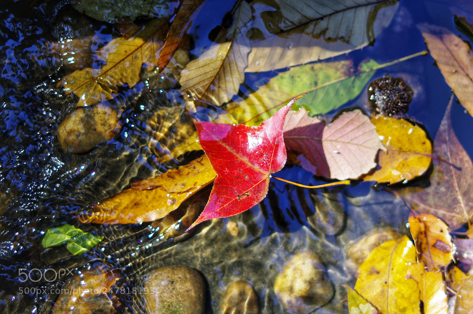 Pentax K-3 II sample photo. Untitled photography