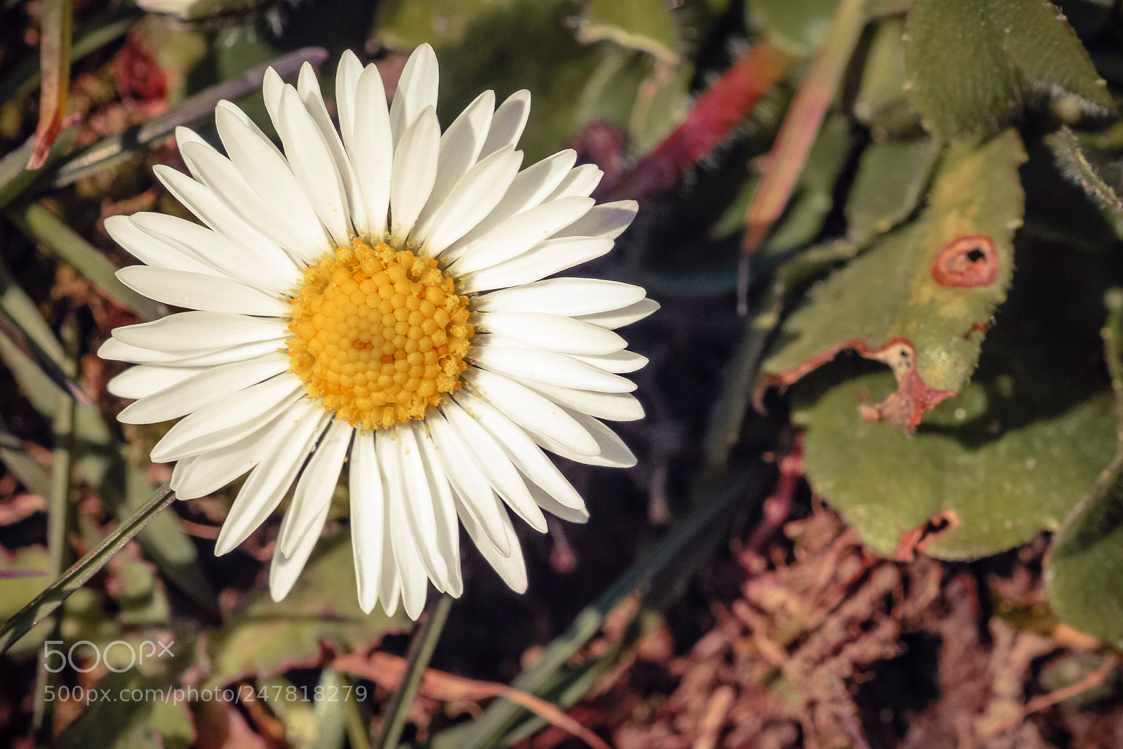 Nikon D80 sample photo. Little daisy photography