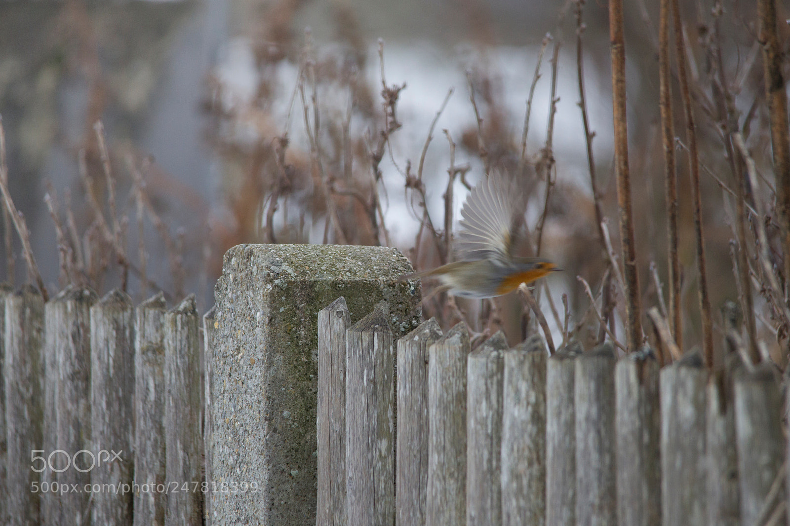 Canon EOS-1D Mark IV sample photo. Robin flies off a photography