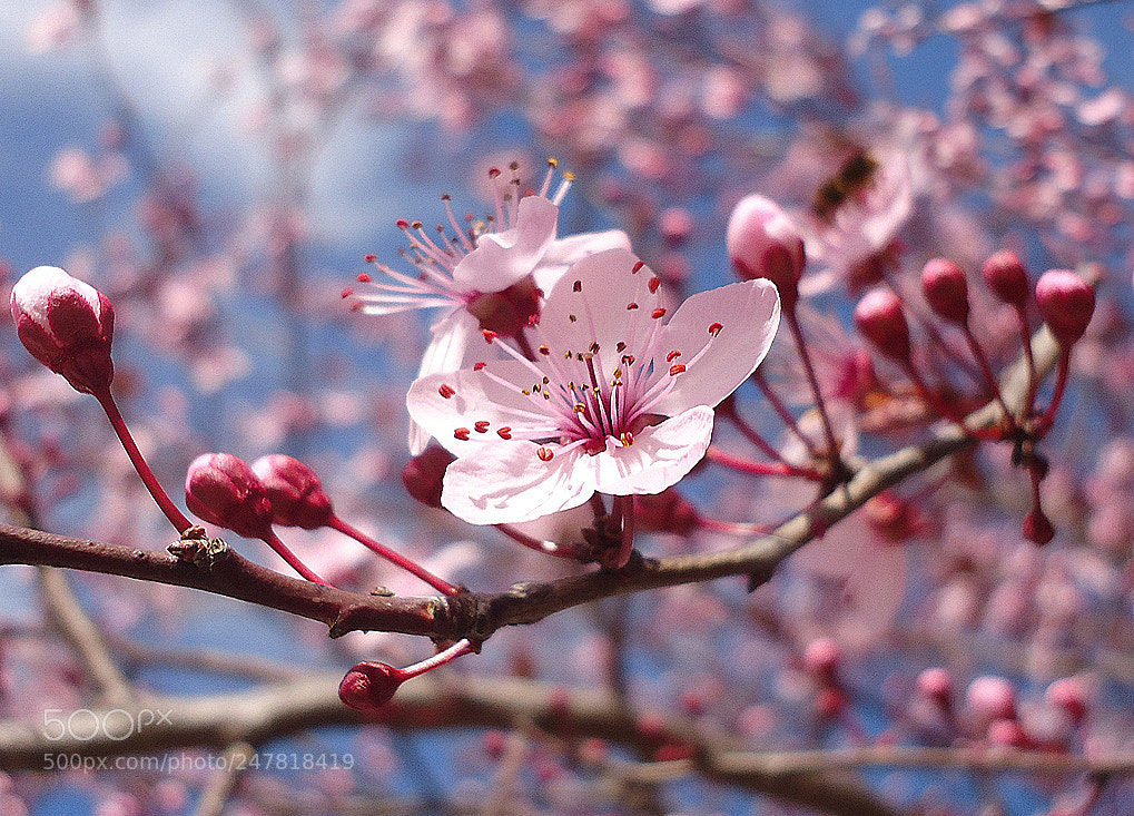 Sony Cyber-shot DSC-W610 sample photo. Breath of spring photography