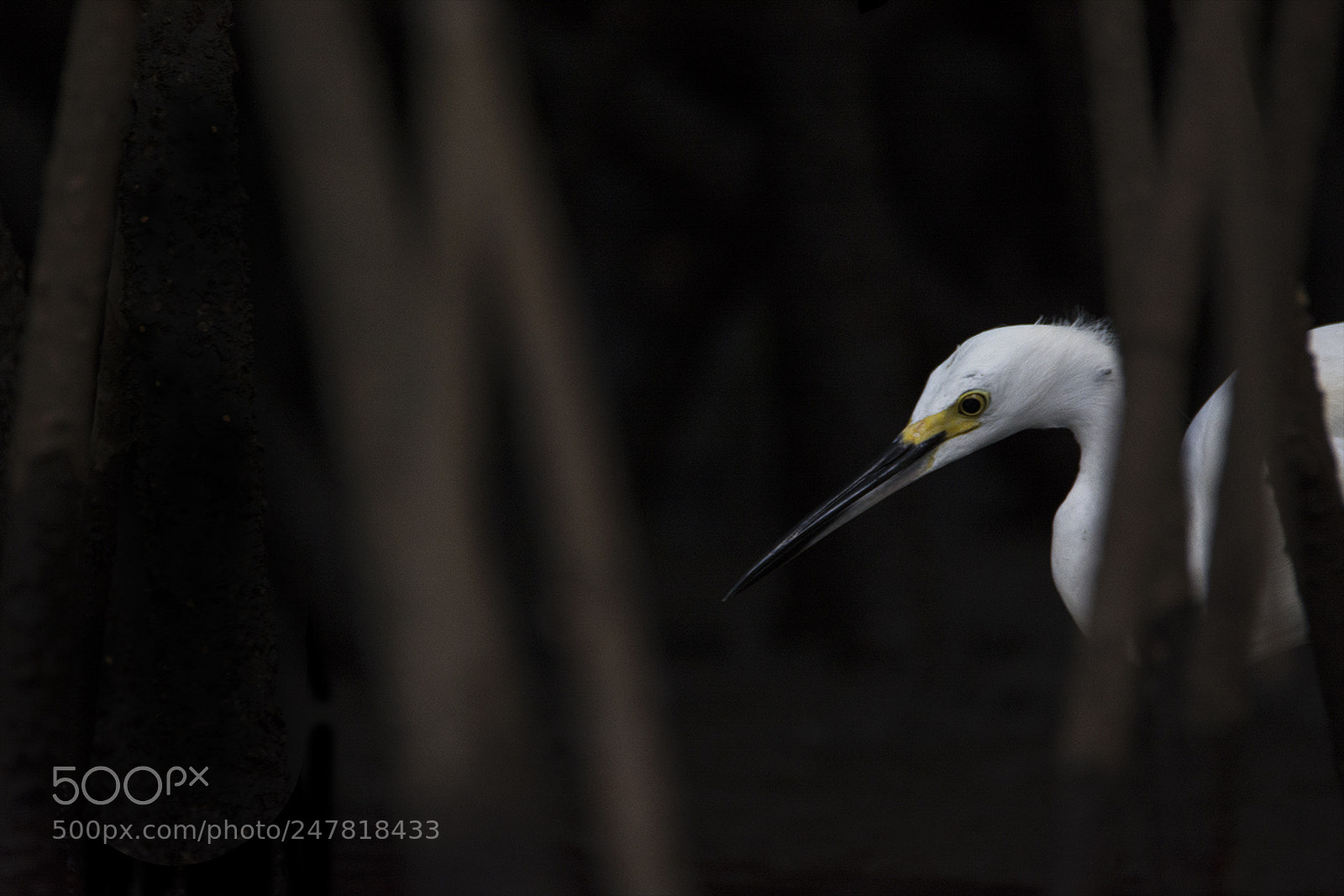 Nikon D7100 sample photo. Hunting in the mangroves photography