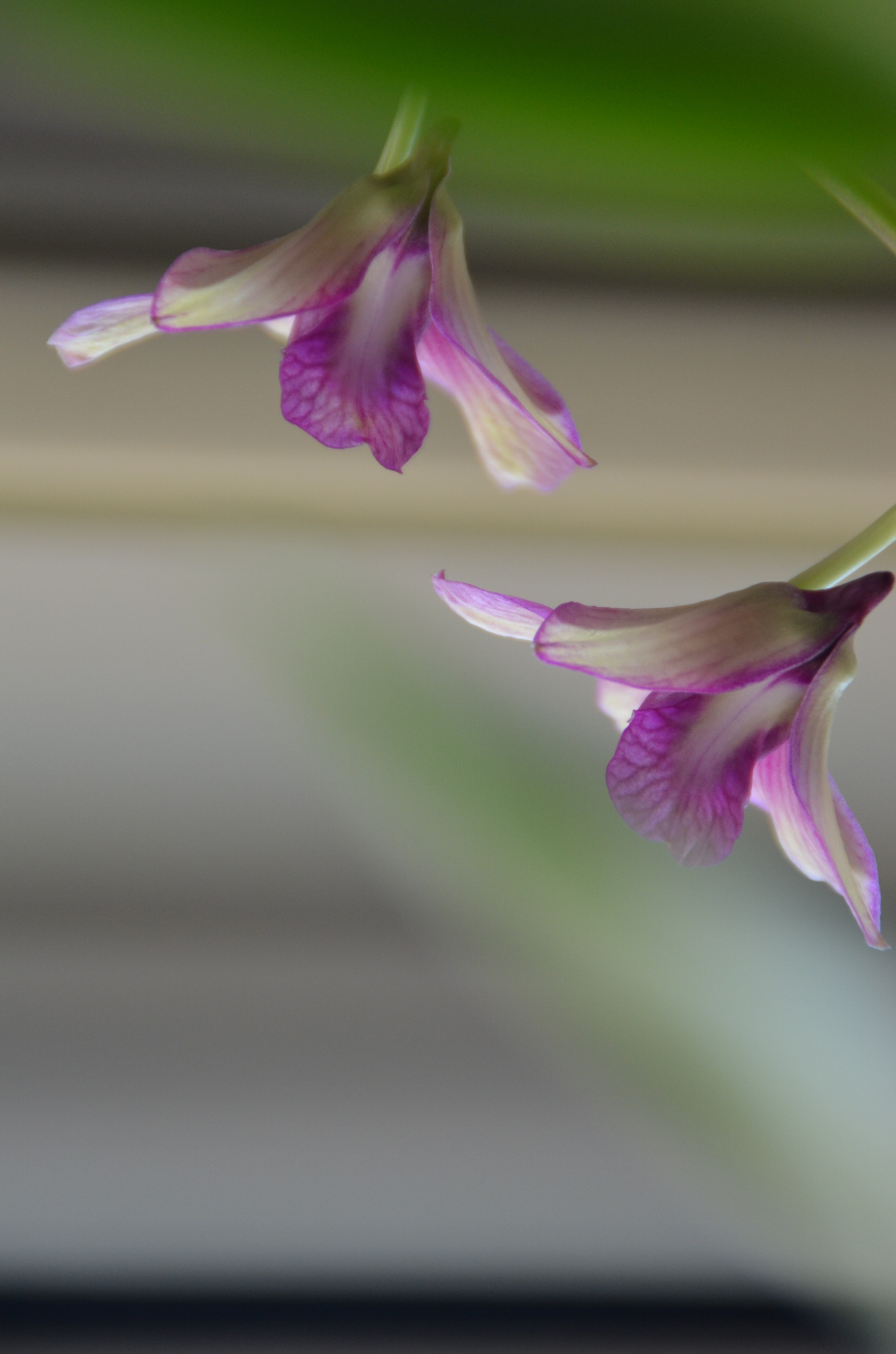 Nikon D5100 sample photo