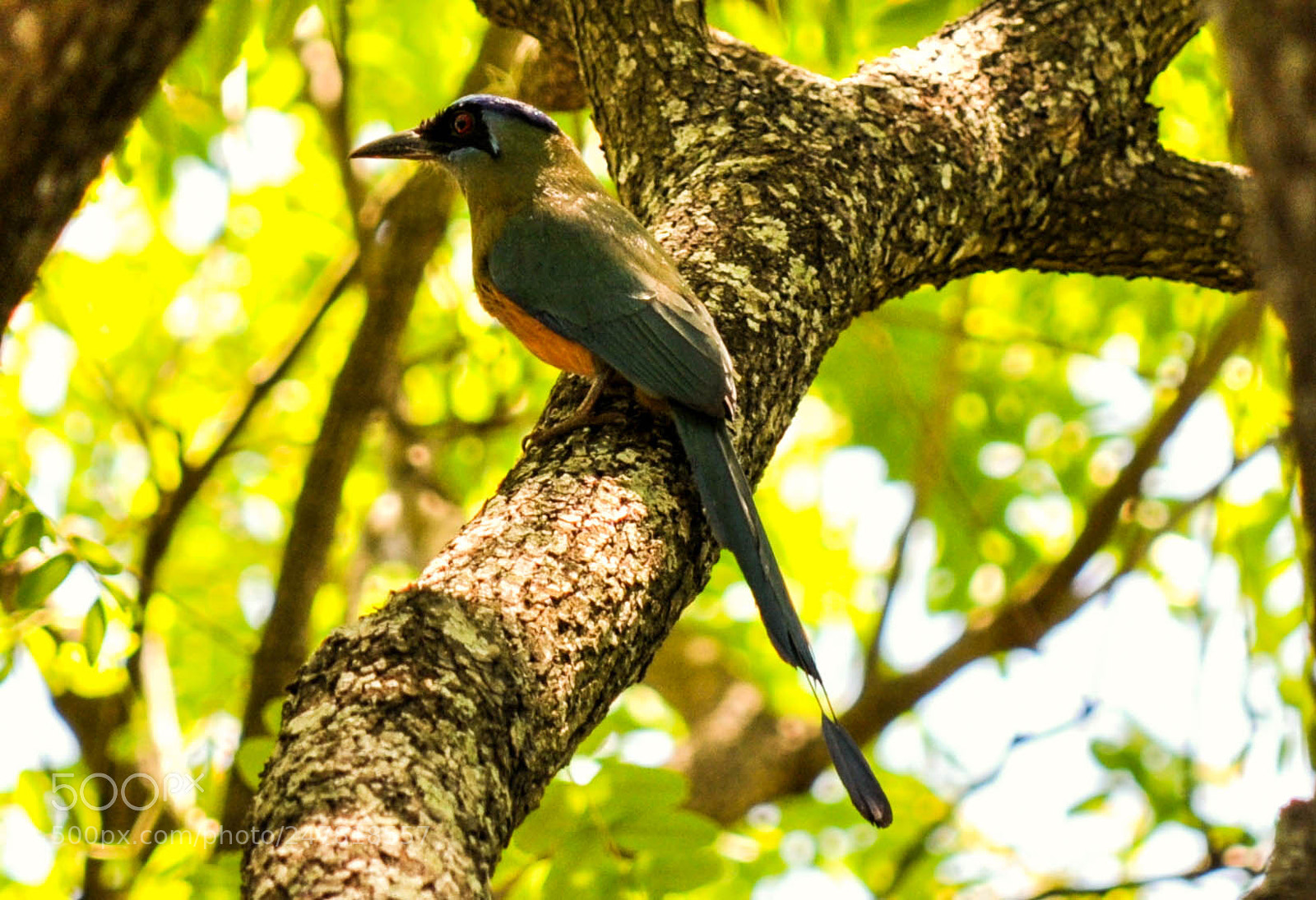 Nikon D5000 sample photo. Udu-de-coroa-azul (momotus momota) photography