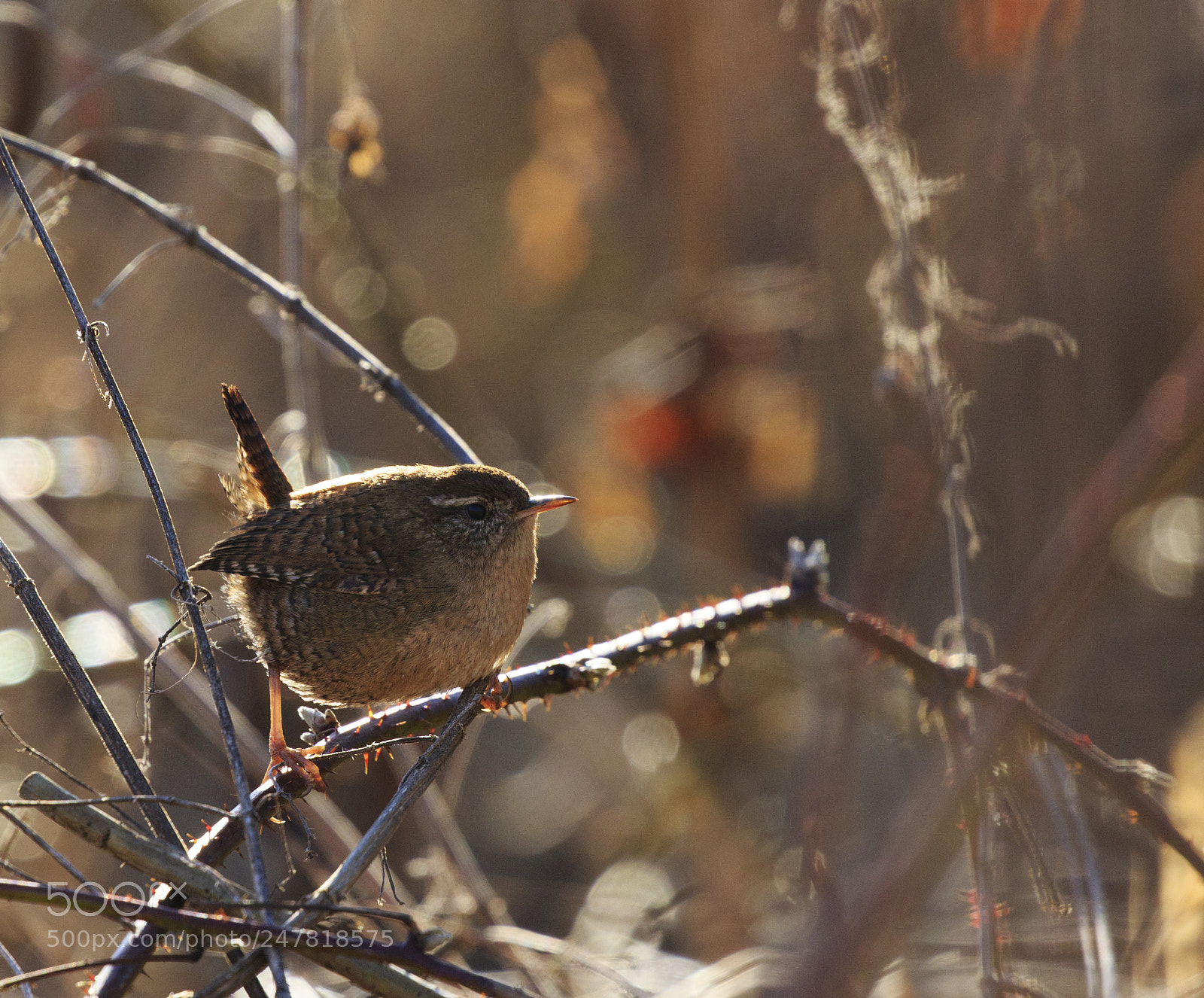 Canon EOS 7D Mark II sample photo. A little wren is photography
