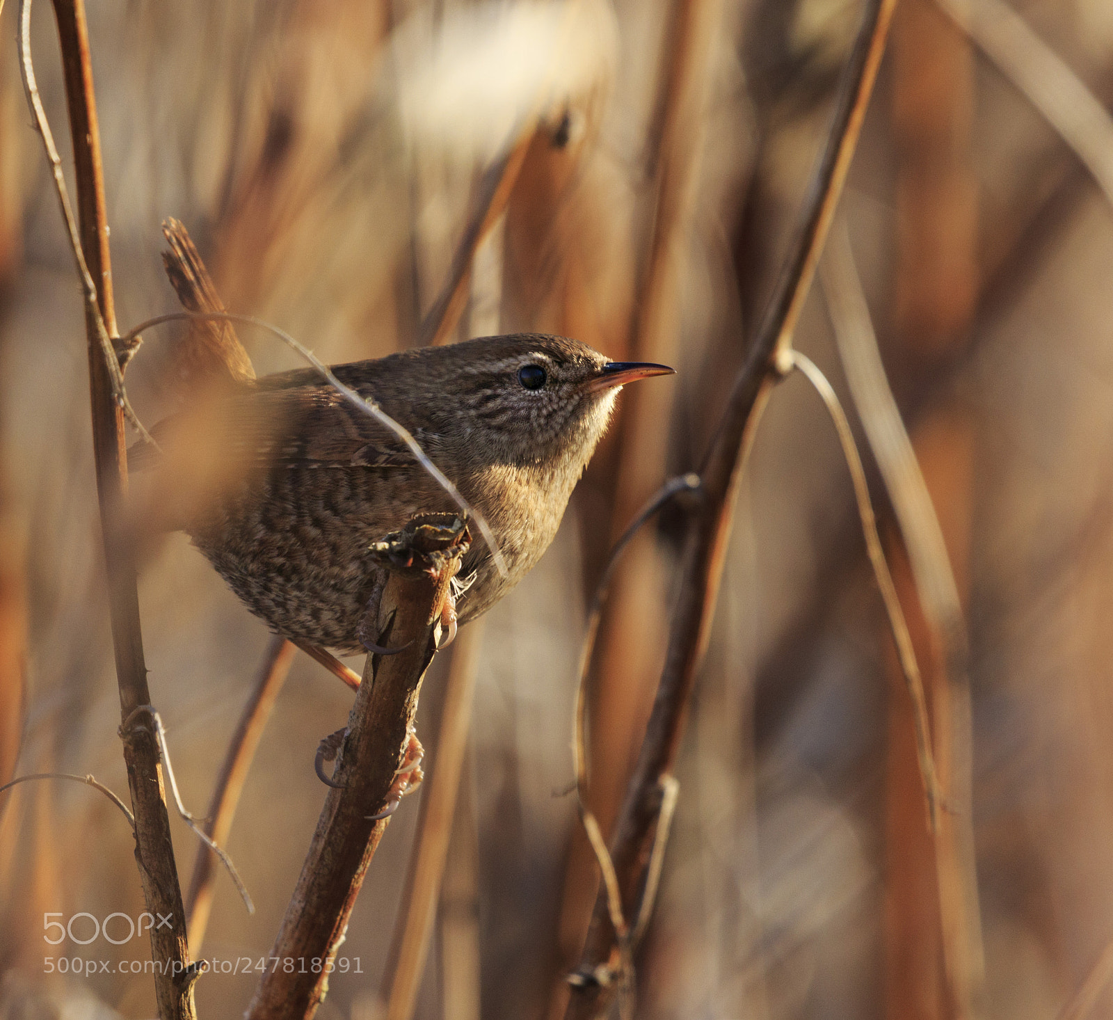 Canon EOS 7D Mark II sample photo. A little wren is photography