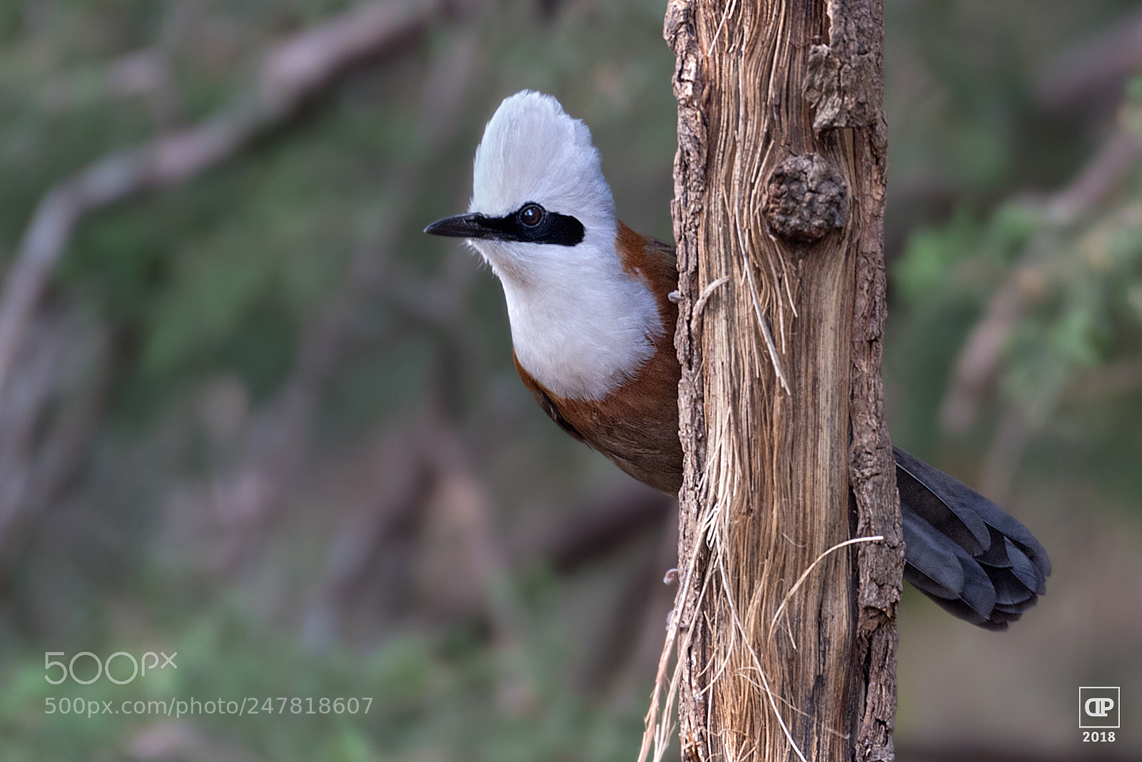 Nikon D750 sample photo. White-crested laughingthrush photography