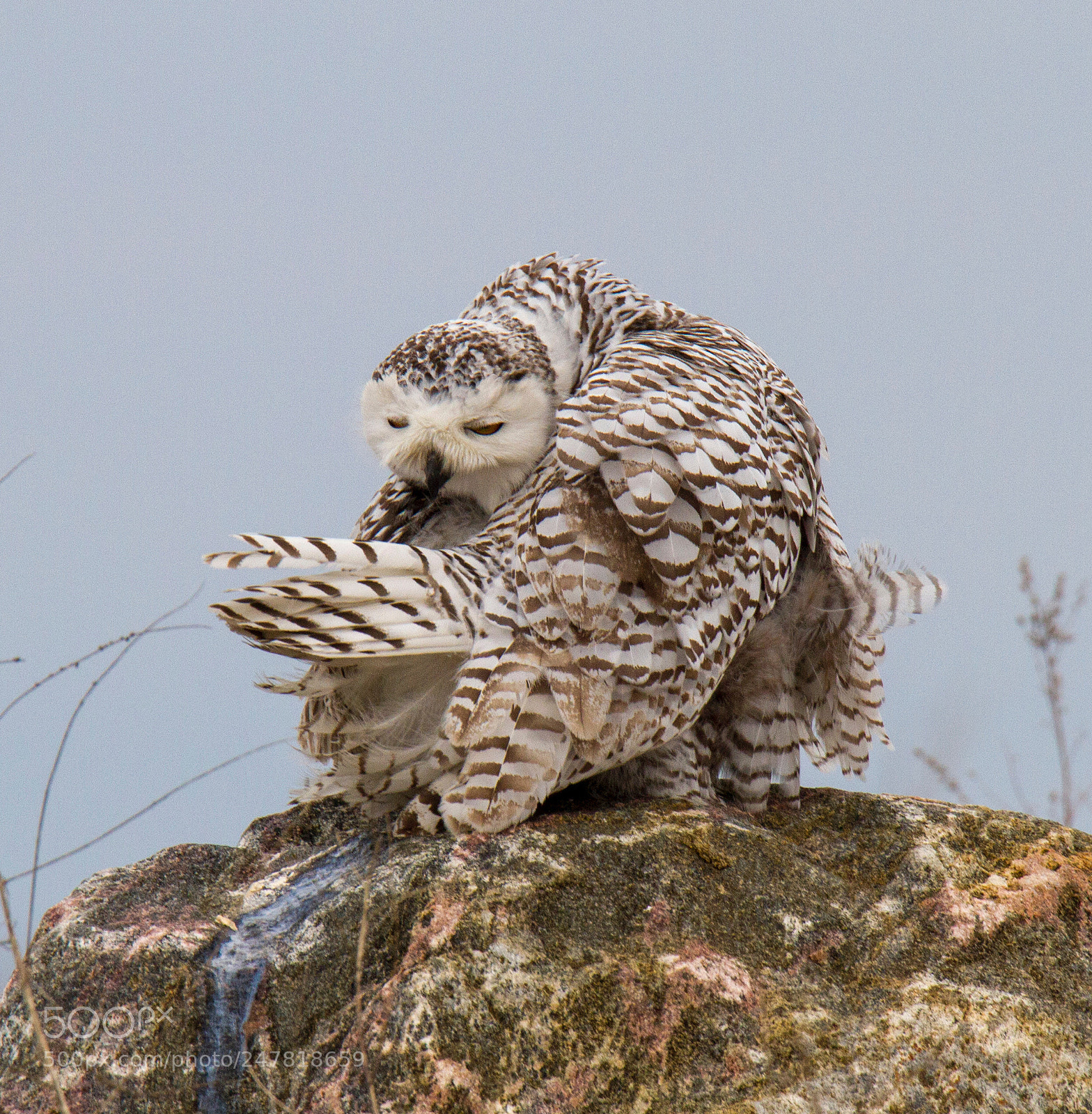 Canon EOS 7D sample photo. Snowy owl contortions photography