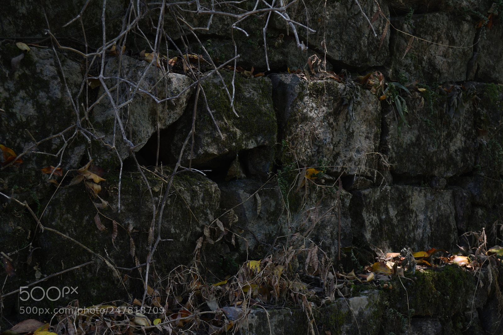 Nikon D5200 sample photo. Nature photography