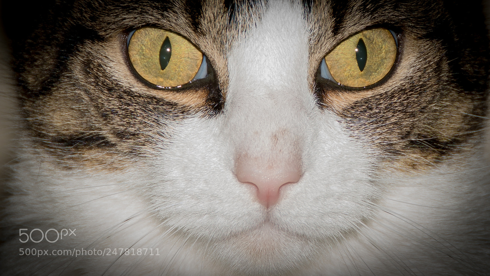 Nikon D500 sample photo. Cat eyes photography