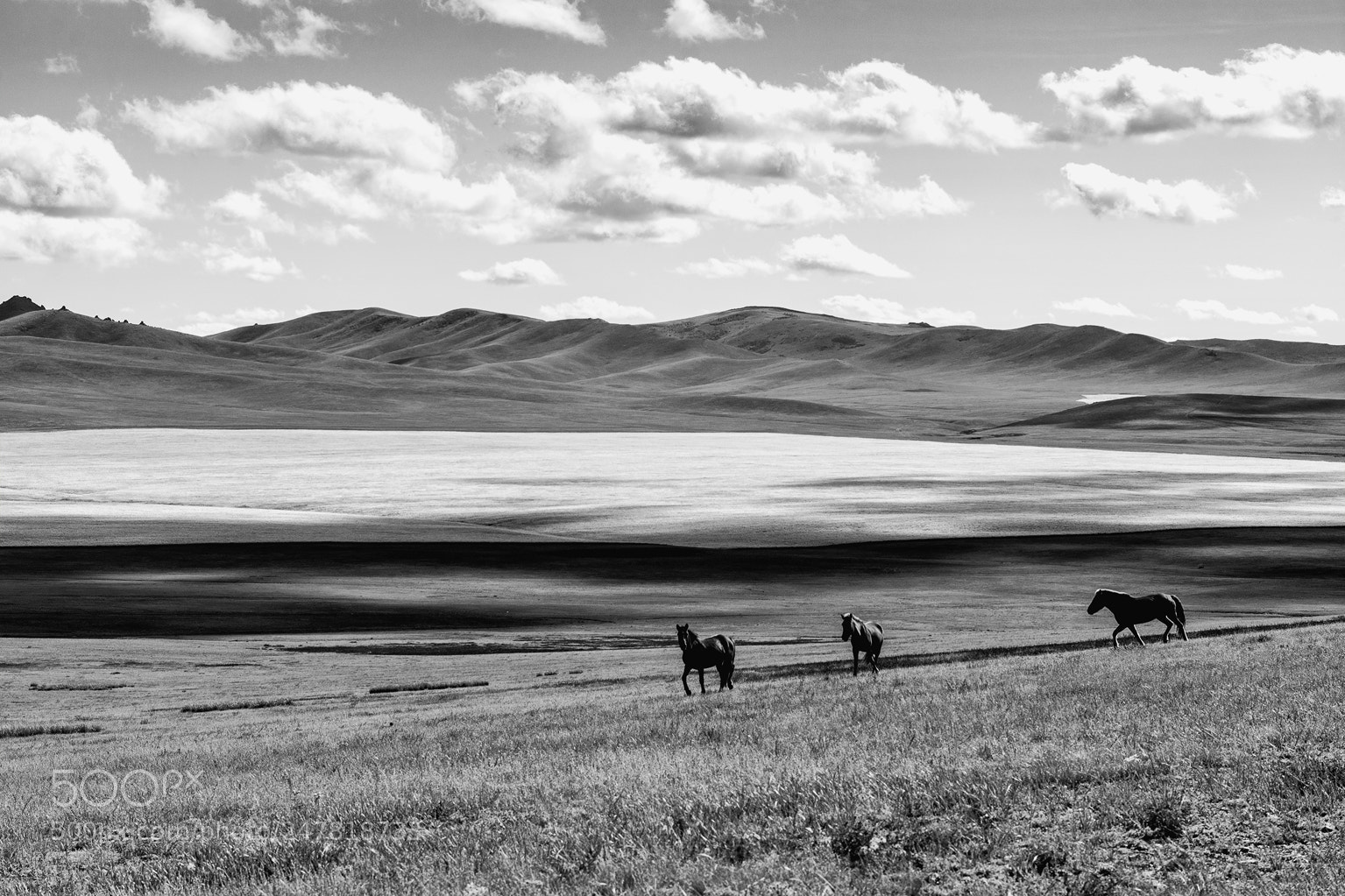 Nikon D7100 sample photo. Horses iv photography