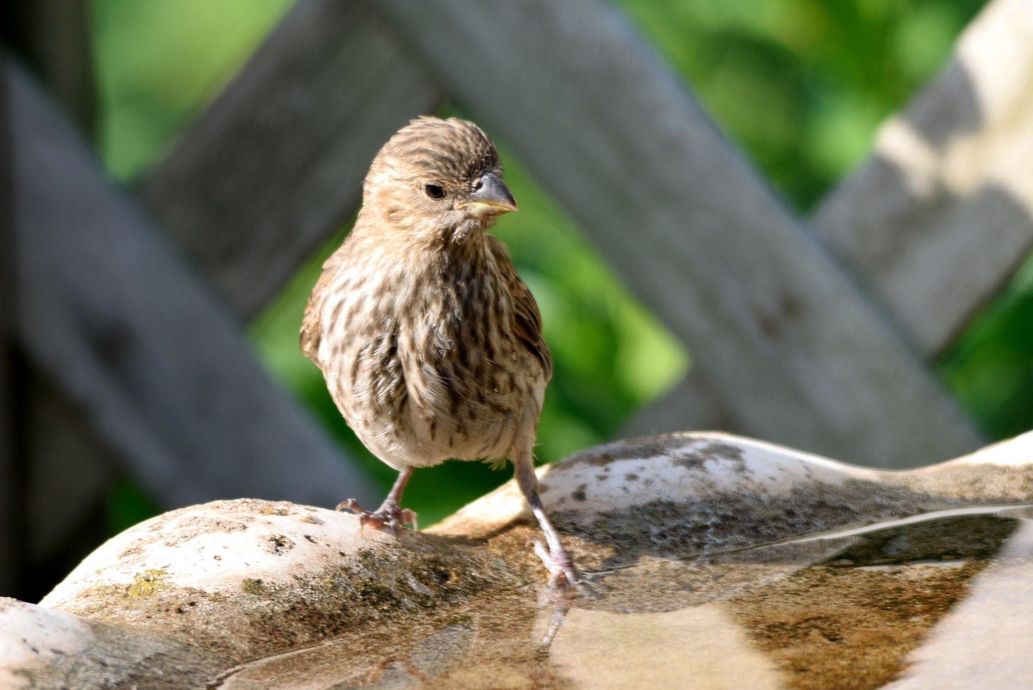 Nikon D3300 + Sigma 150-500mm F5-6.3 DG OS HSM sample photo. House finch photography