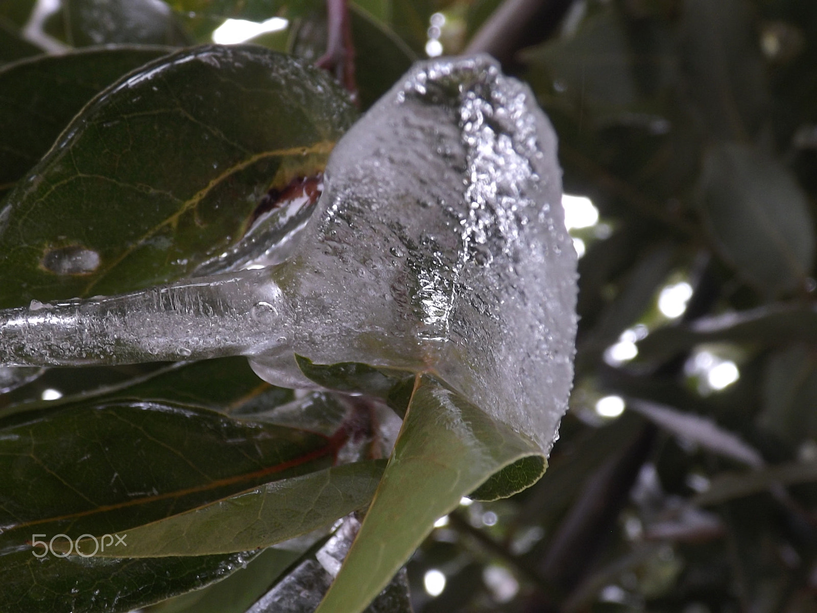 Fujifilm FinePix S4200 sample photo. Icy shell photography