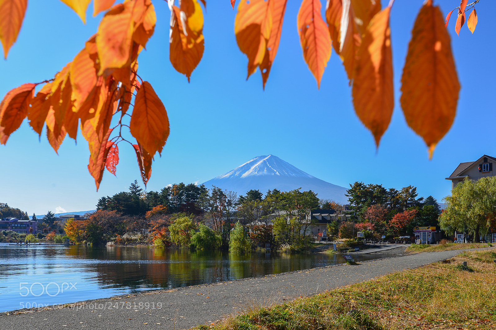 Nikon D610 sample photo. Fuji and autumn foliage photography