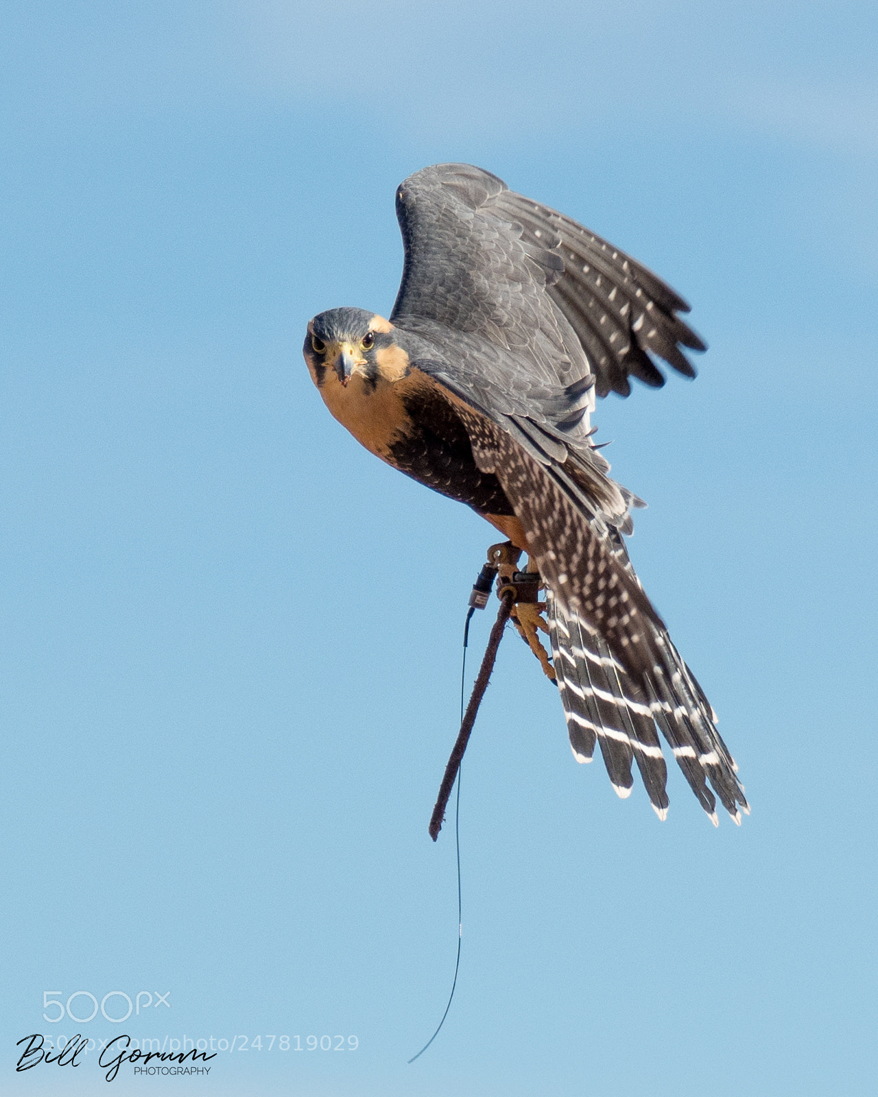 Nikon D500 sample photo. Aplomado falcon photography