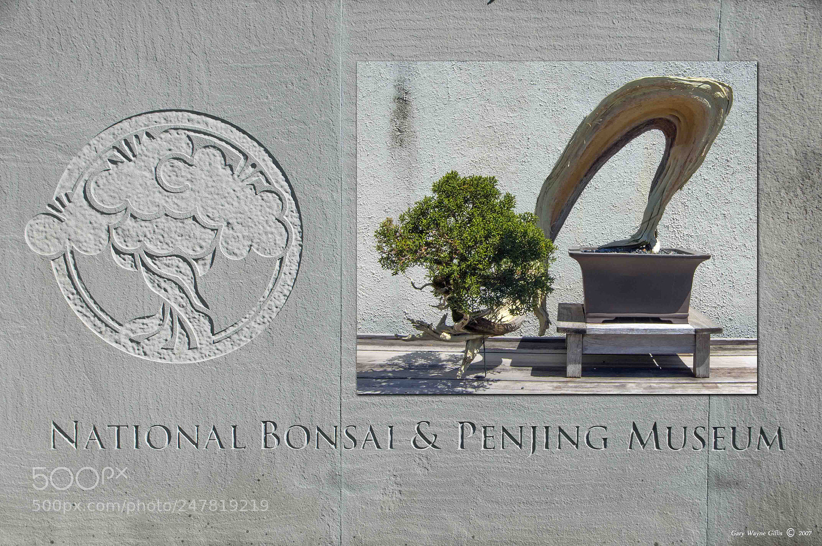 Nikon D300 sample photo. National bonsai museum photography