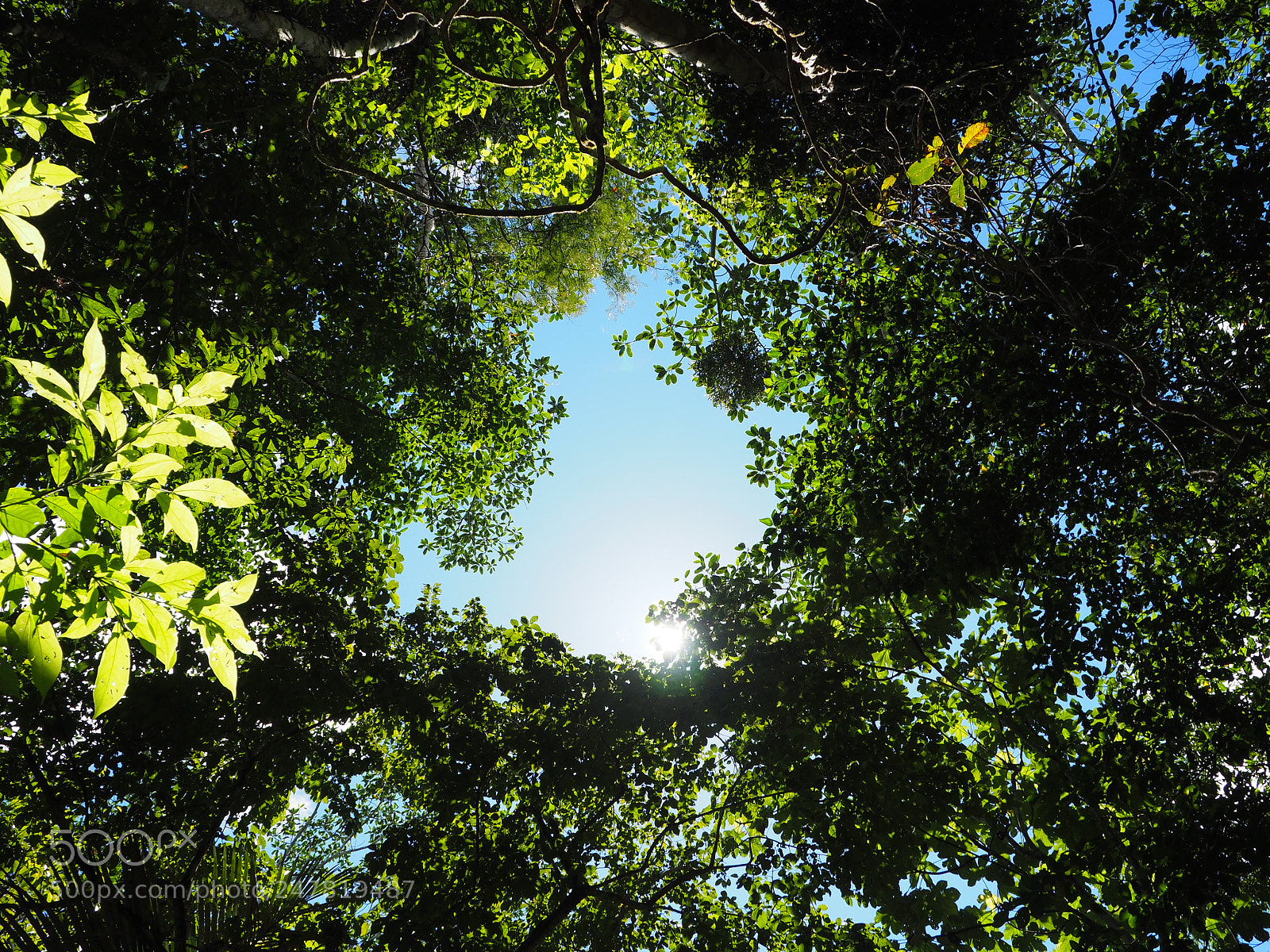 Olympus OM-D E-M5 II sample photo. Amazon canopy photography