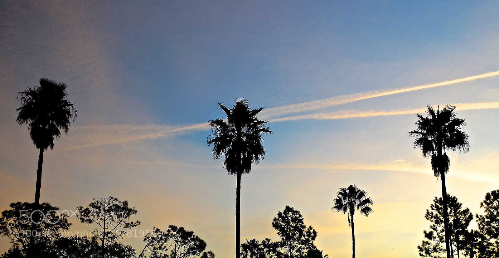 Sony Cyber-shot DSC-HX300 sample photo. Three of a kind photography