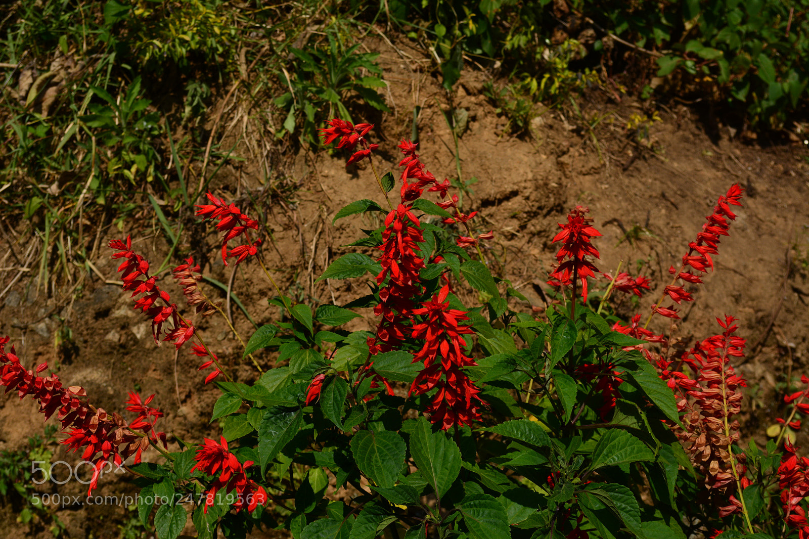 Nikon D5200 sample photo. Flower love photography