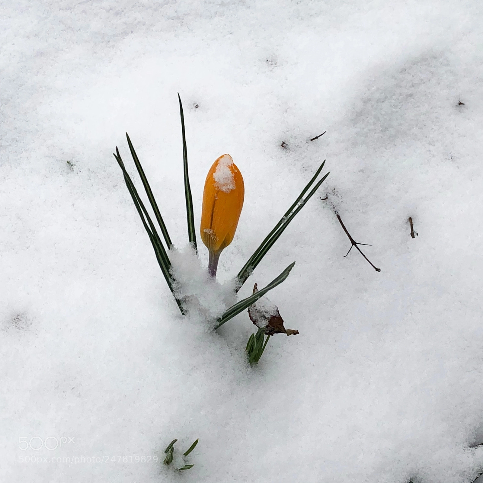 Apple iPhone 8 sample photo. Snow photography