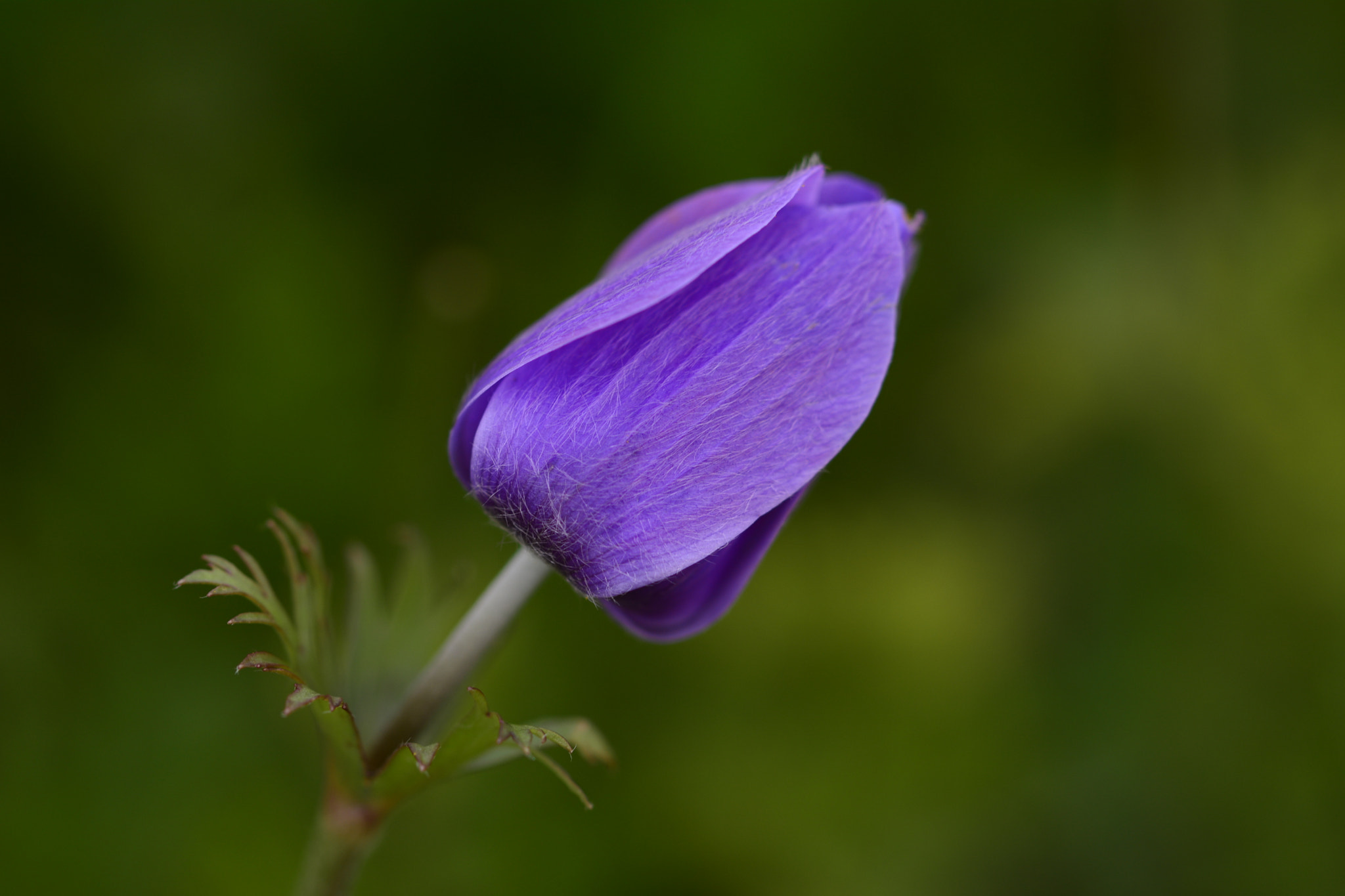Nikon D7100 sample photo. Anemon photography