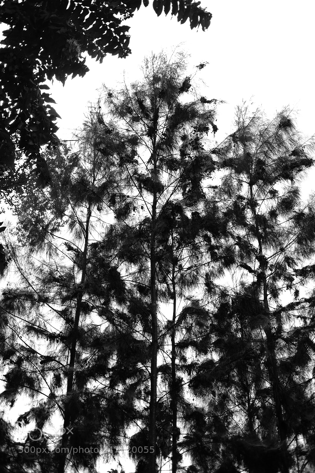 Fujifilm X-T10 sample photo. Tree . photography