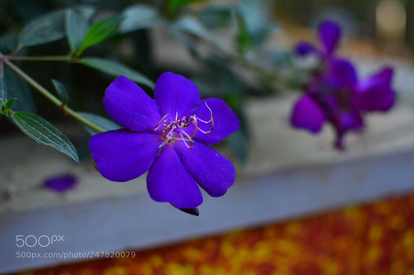 Nikon D5200 + Nikon AF-S DX Nikkor 35mm F1.8G sample photo. Purple flower photography
