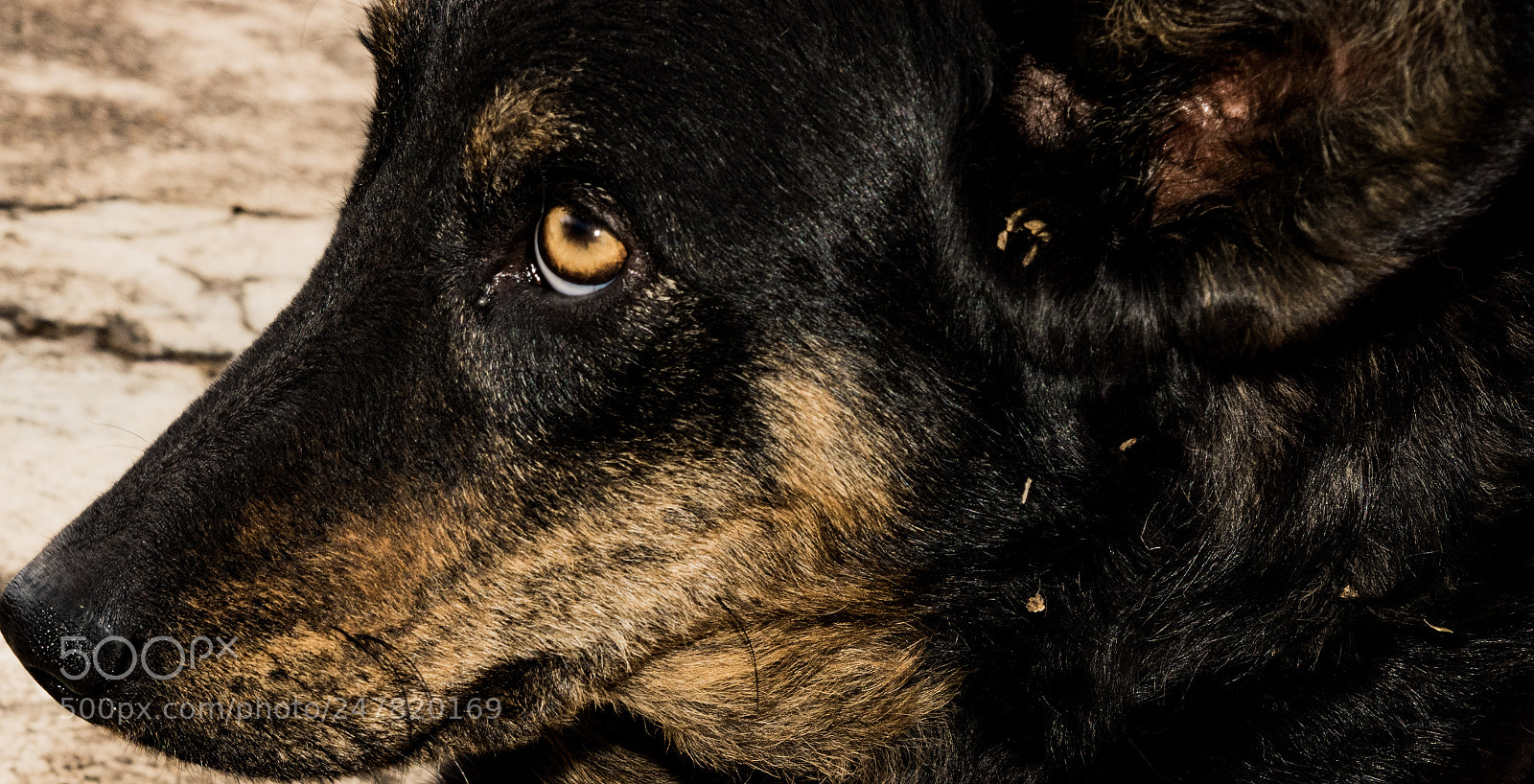 Nikon D5500 sample photo. Pelusa triste photography