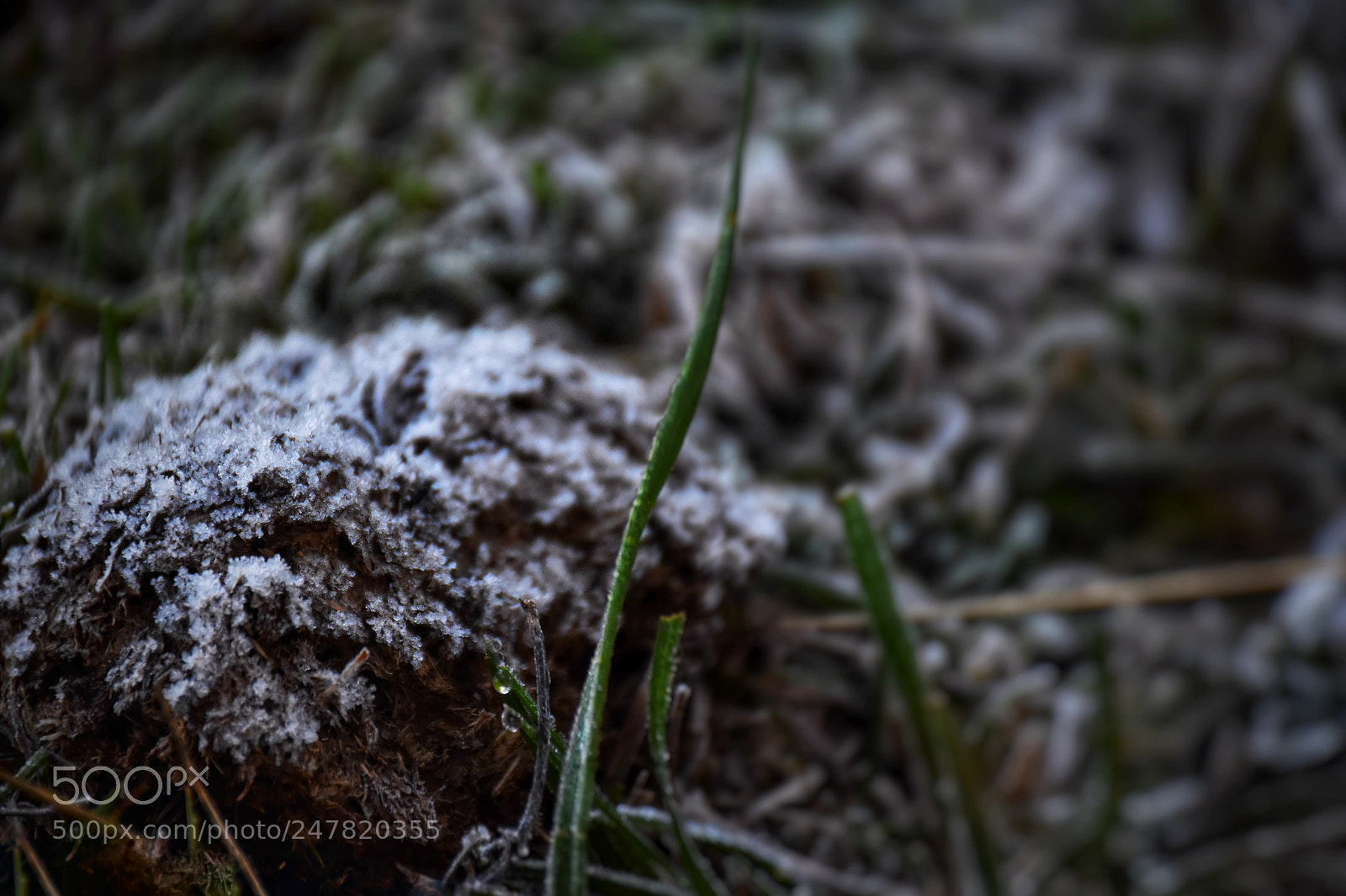 Nikon D5500 sample photo. Cold photography