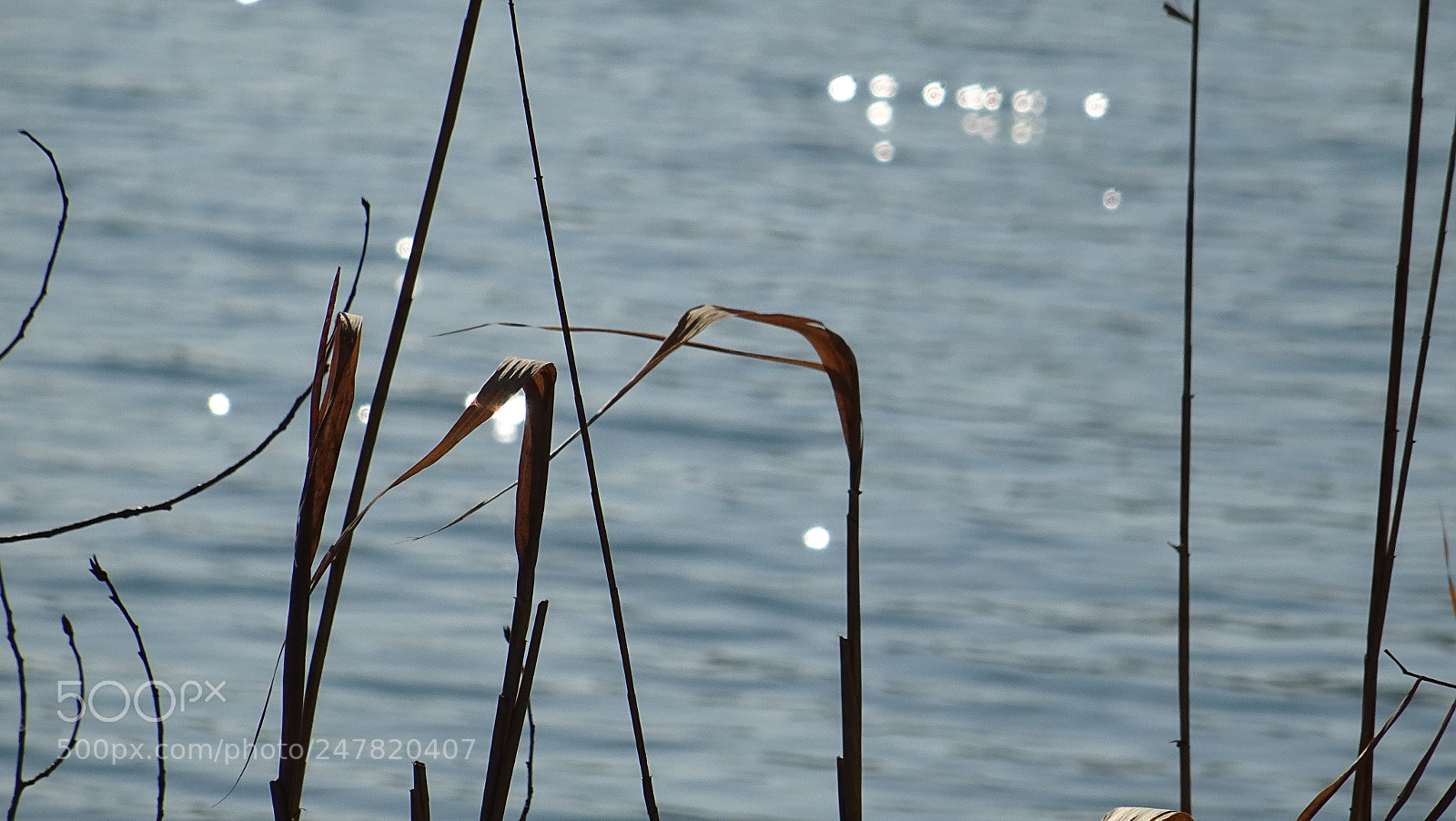 Sony DSC-HX60V sample photo. Herbes photography