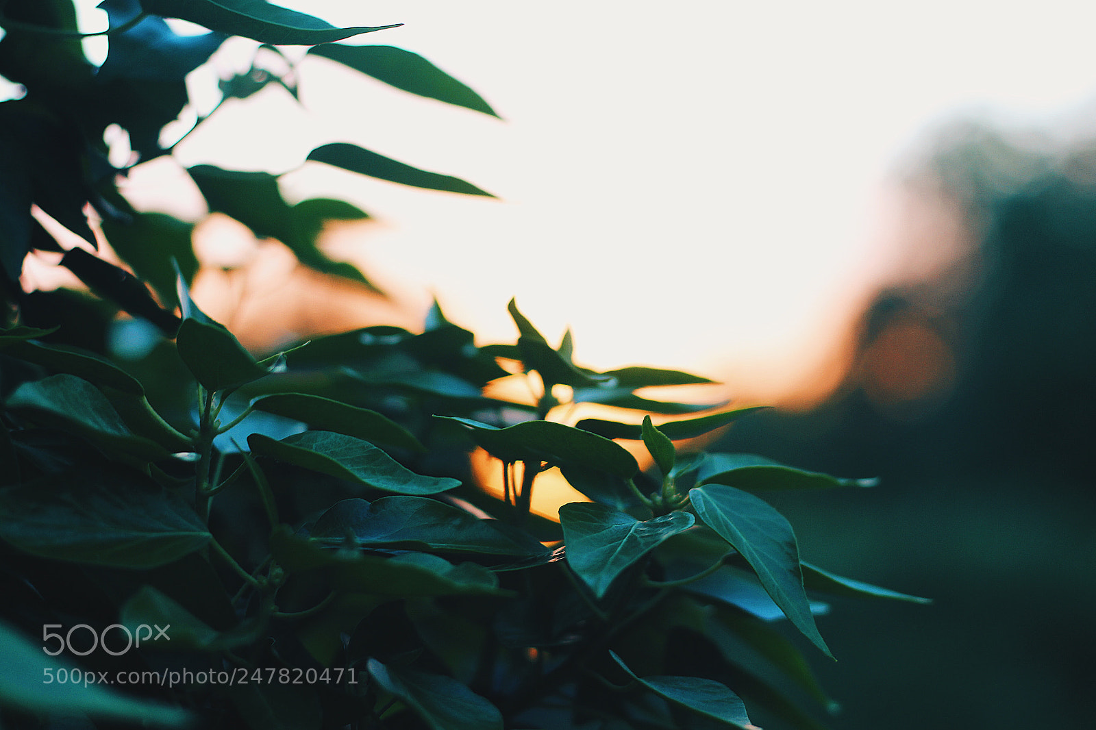 Canon EOS 700D (EOS Rebel T5i / EOS Kiss X7i) sample photo. Sweet sunshine photography