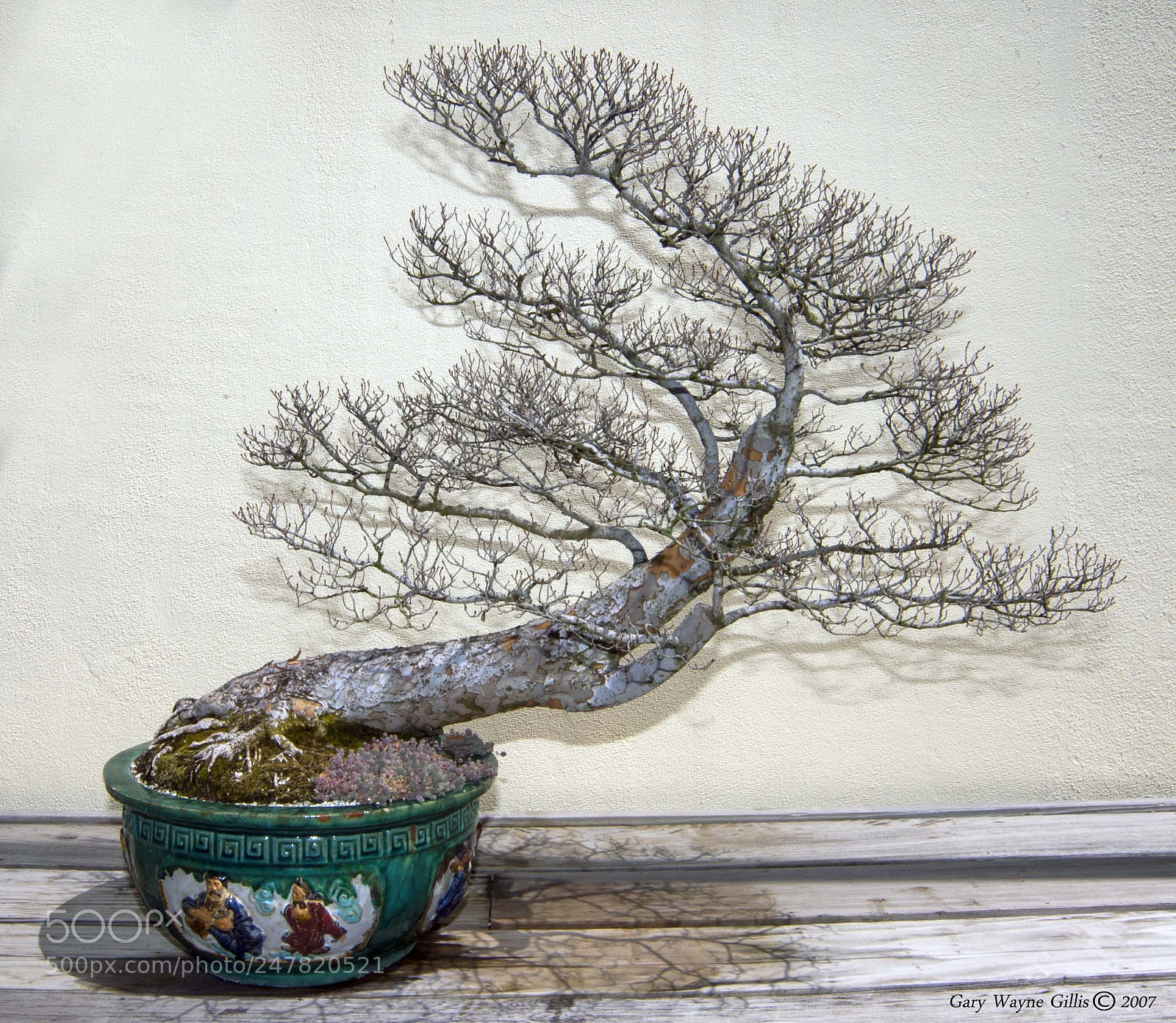 Nikon D70 sample photo. Chinese elm photography