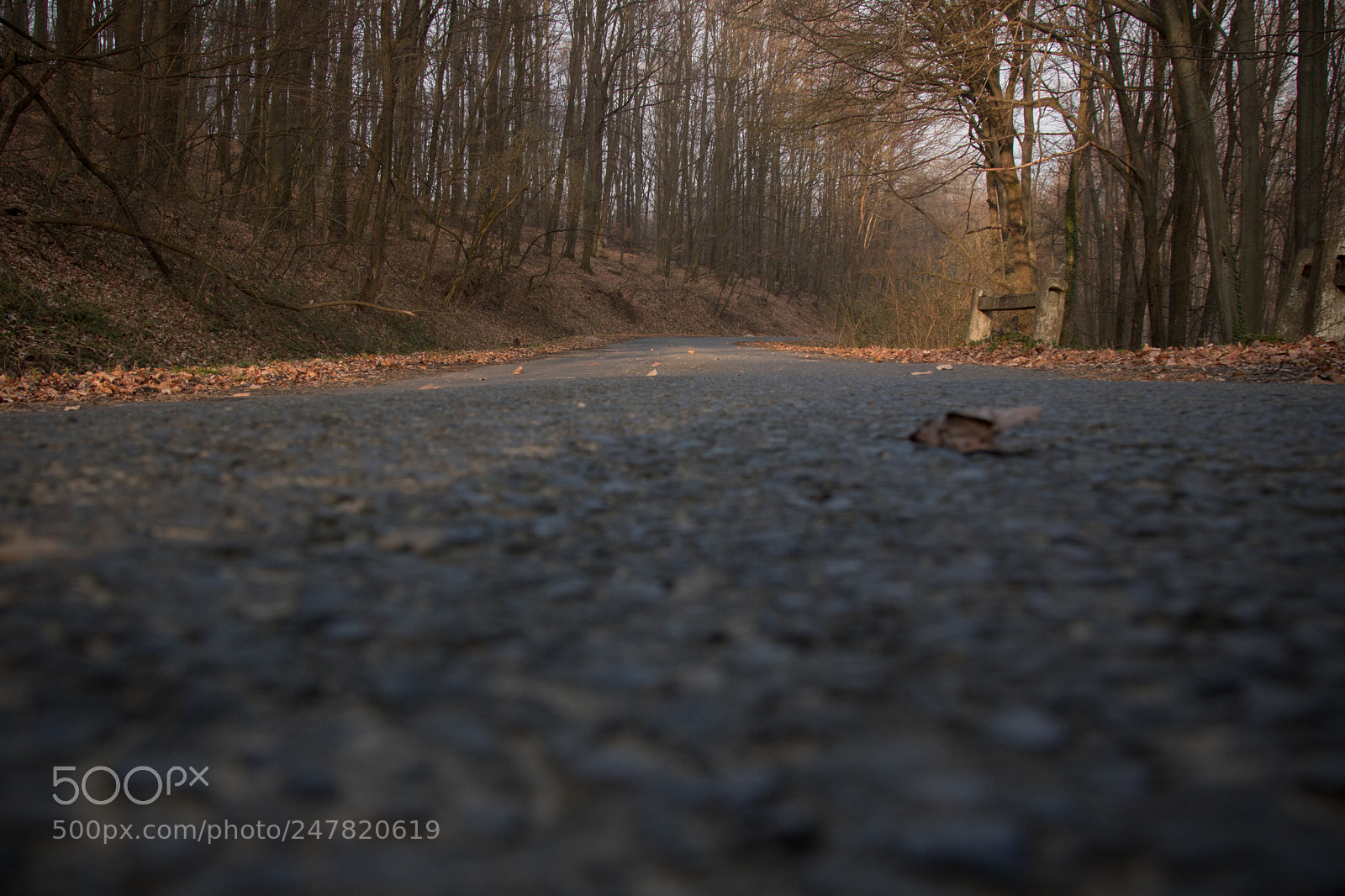 Canon EOS 760D (EOS Rebel T6s / EOS 8000D) sample photo. In the forest photography
