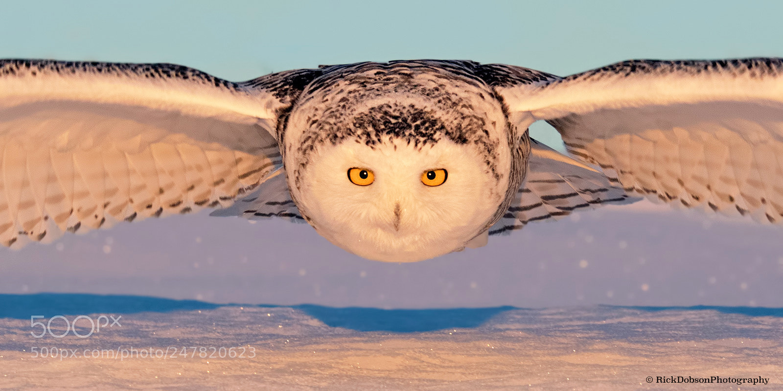Canon EOS 7D Mark II sample photo. Snowy owl head-on photography