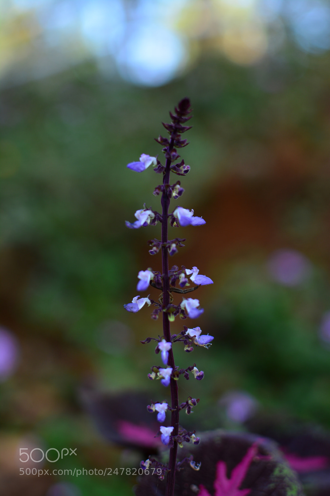 Nikon D5200 + Nikon AF-S DX Nikkor 35mm F1.8G sample photo. Lavender flower photography