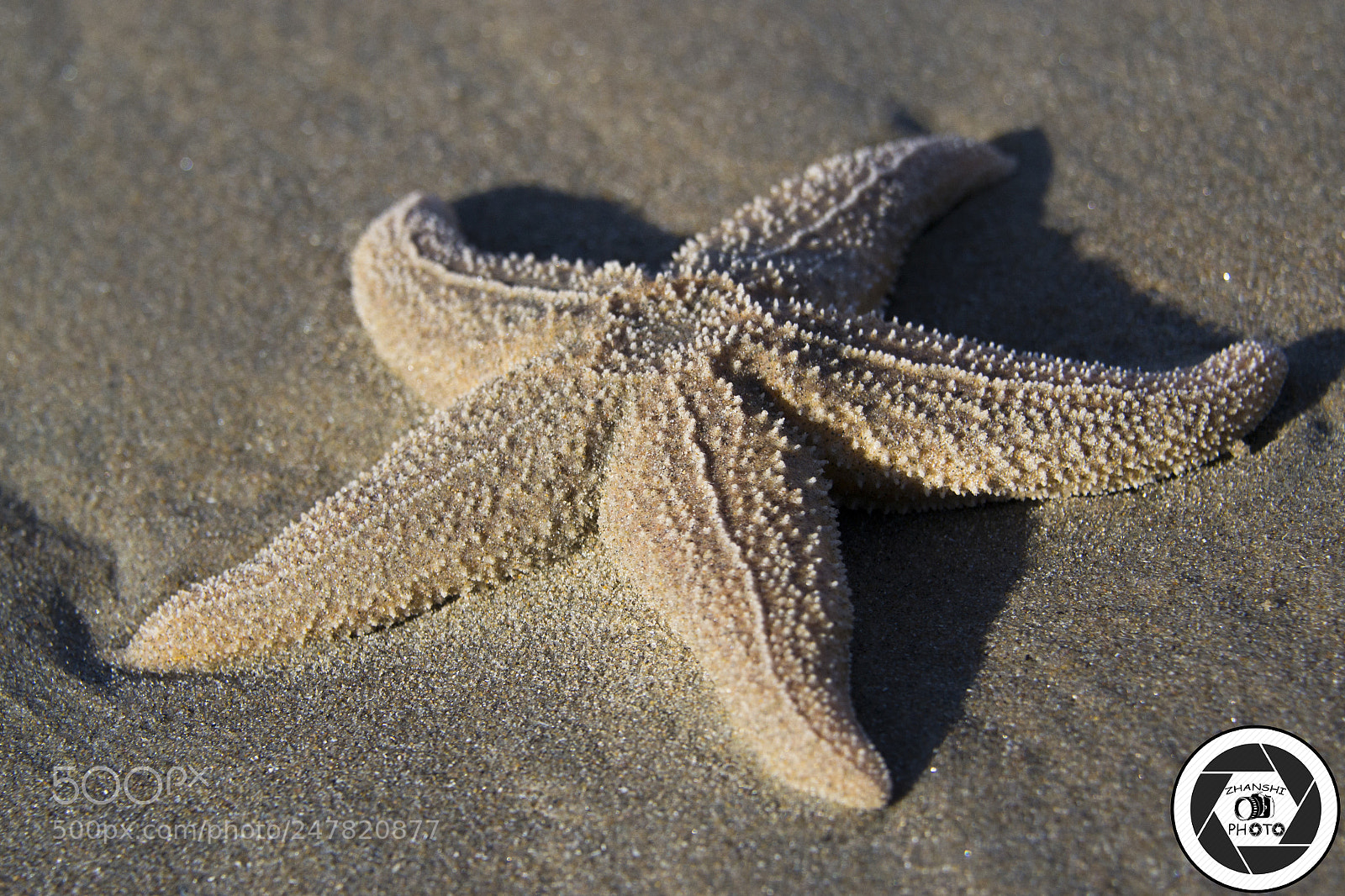 Nikon D3100 sample photo. Starfish photography