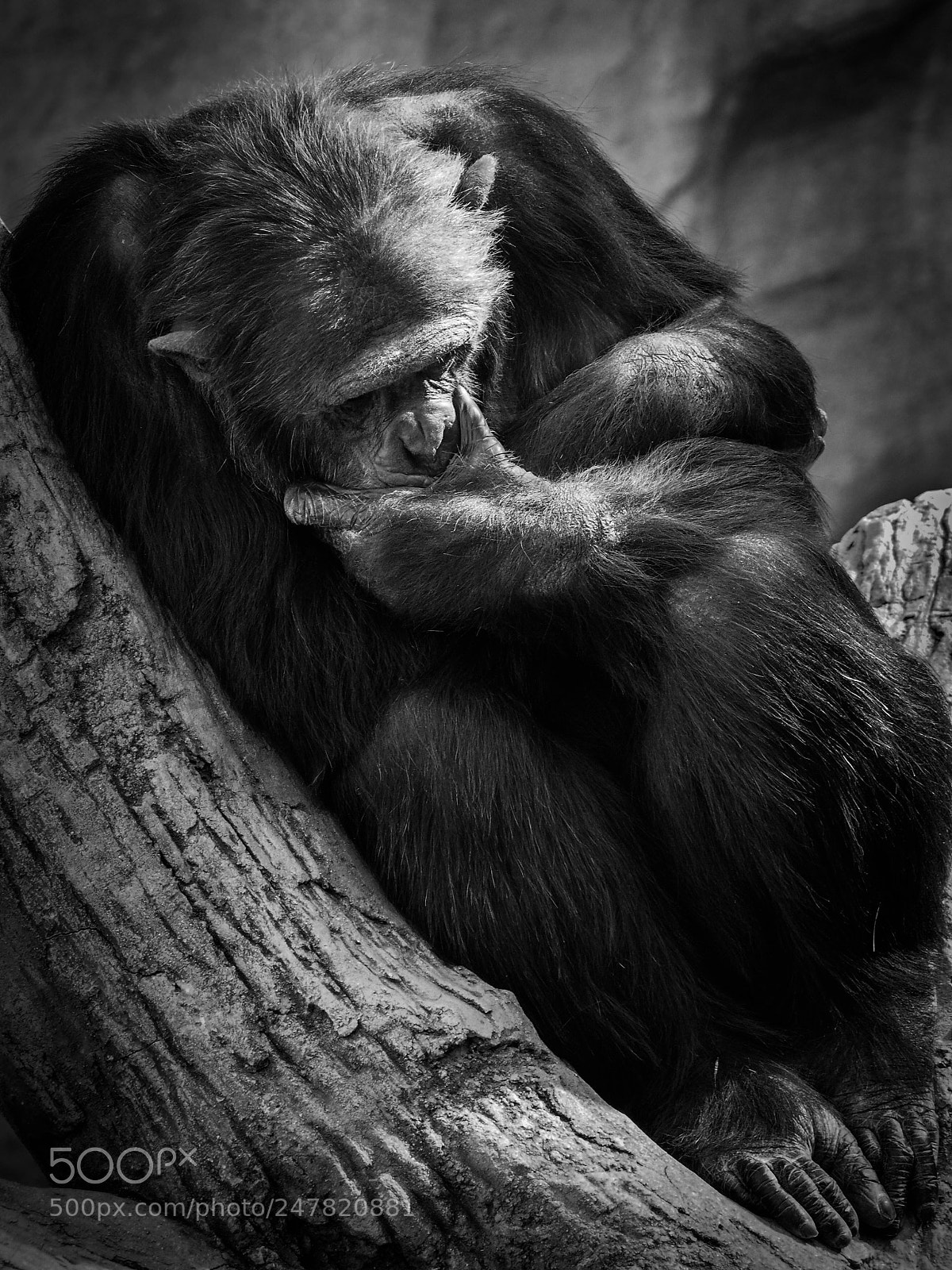Olympus OM-D E-M10 sample photo. Portrait of a thinker photography