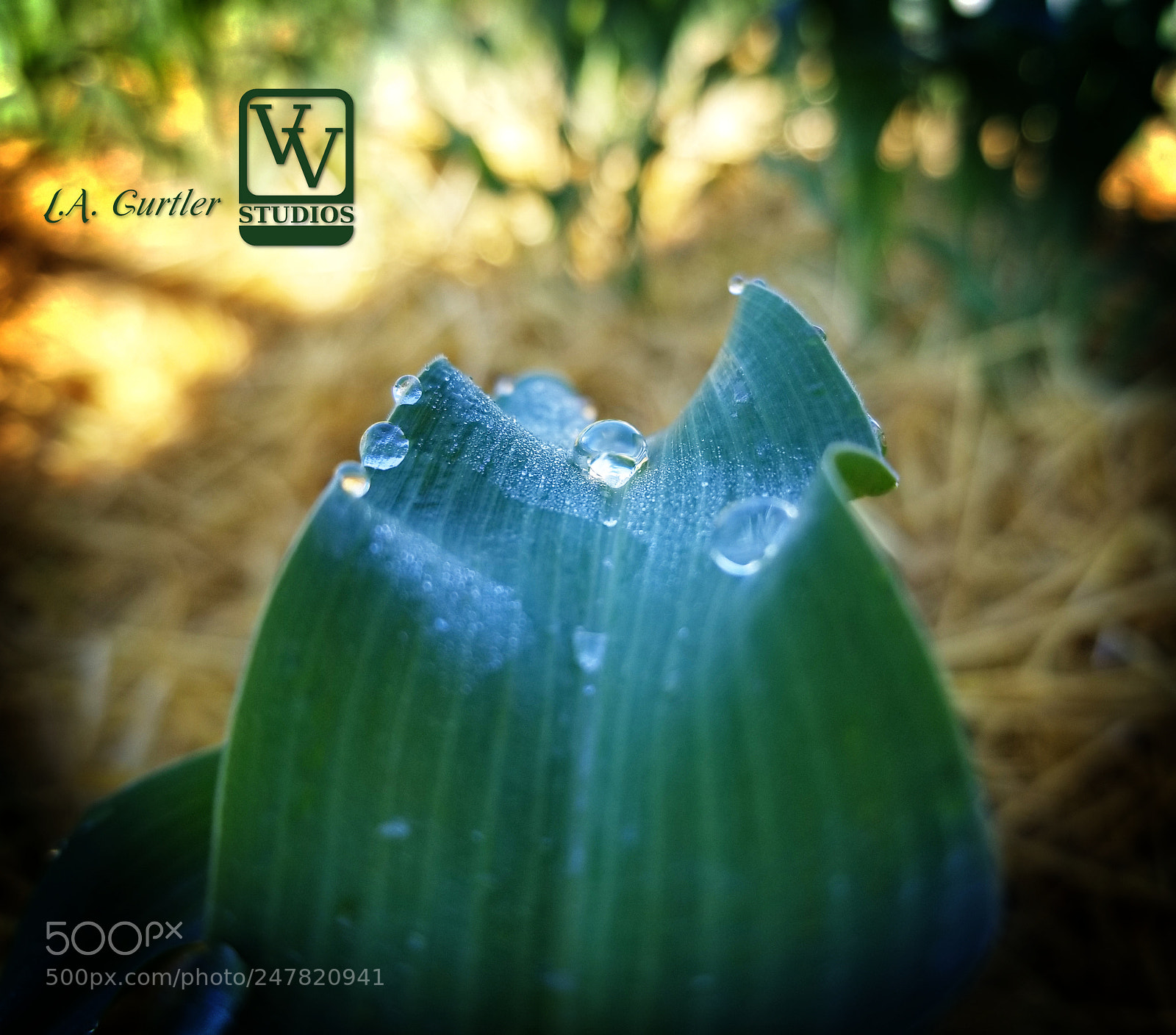 Samsung Galaxy S8 sample photo. Corn leaf with dew photography