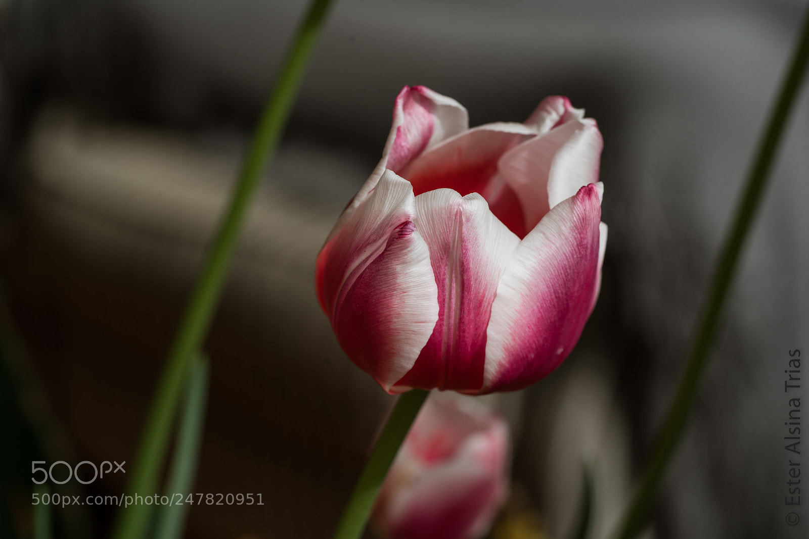 Sony a7R II sample photo. Tulipan photography