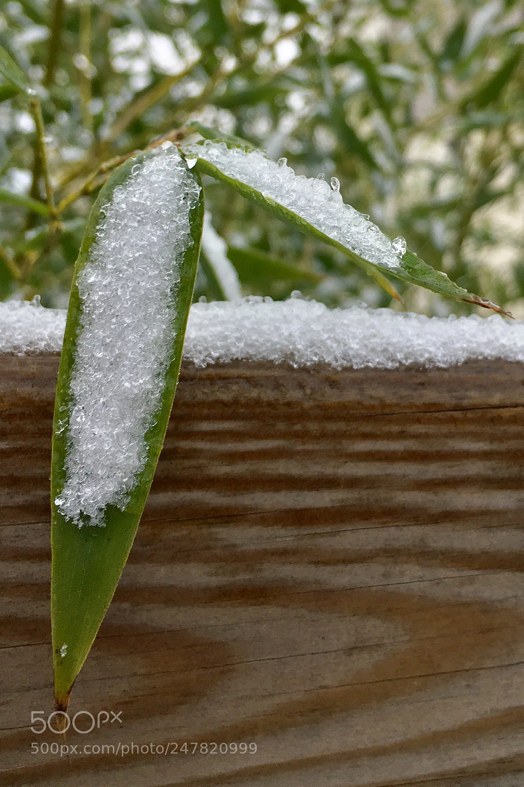 Apple iPhone 6s sample photo. Bamboo under snow photography