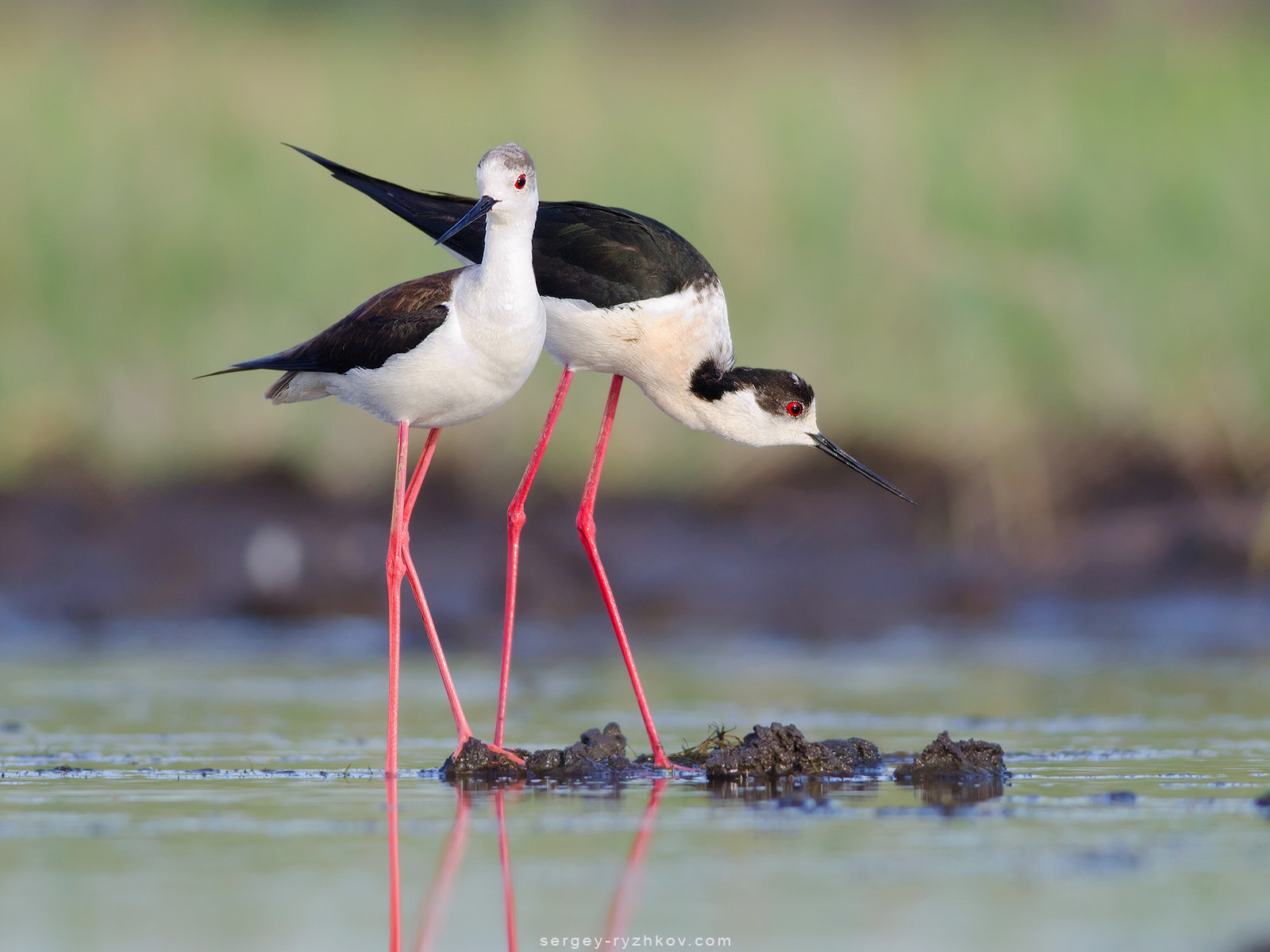 Pair of black-winged stilts. Himantopus himantopus