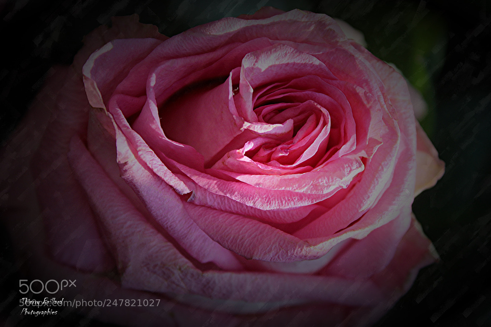 Canon EOS 600D (Rebel EOS T3i / EOS Kiss X5) sample photo. Cœur rose photography