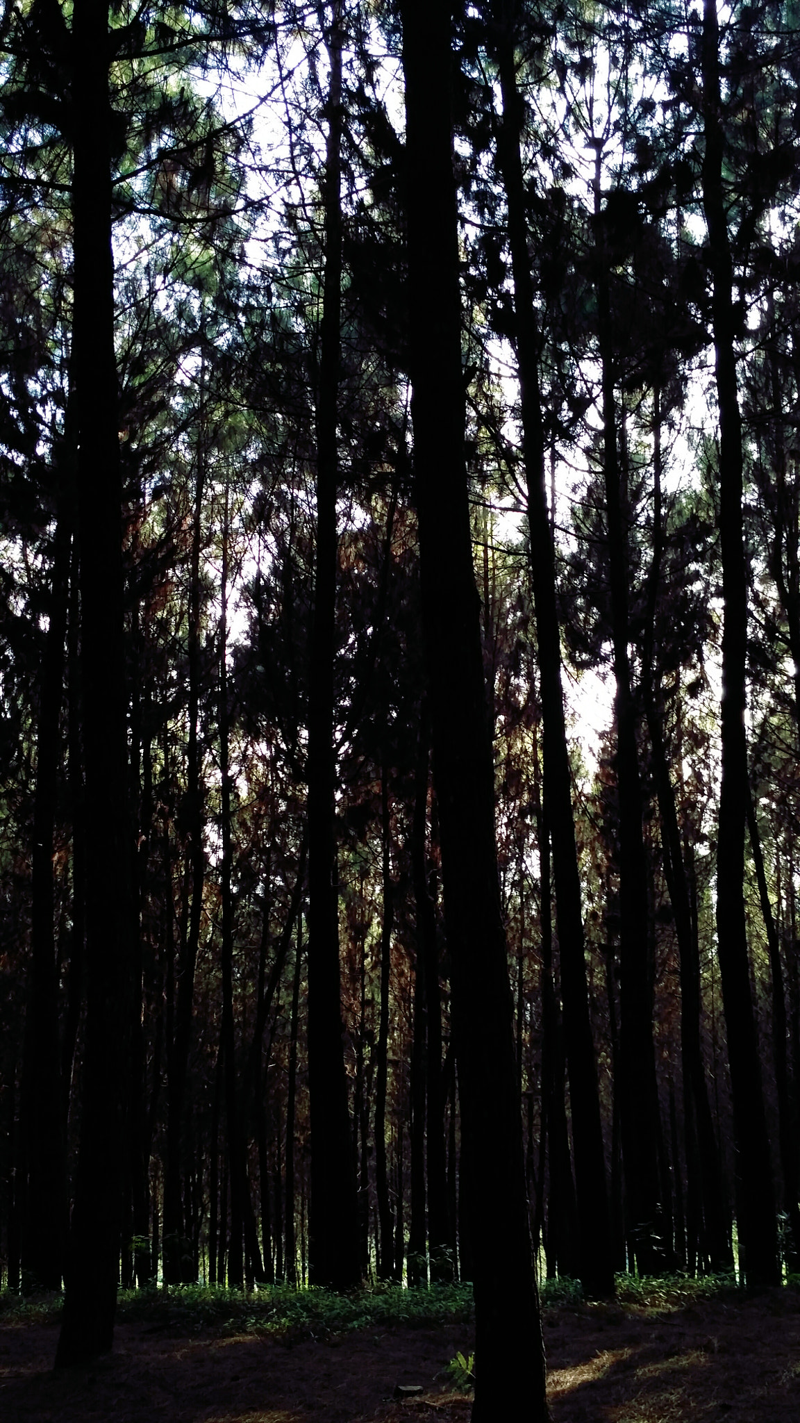 Xiaomi Redmi 3X sample photo. The forest photography