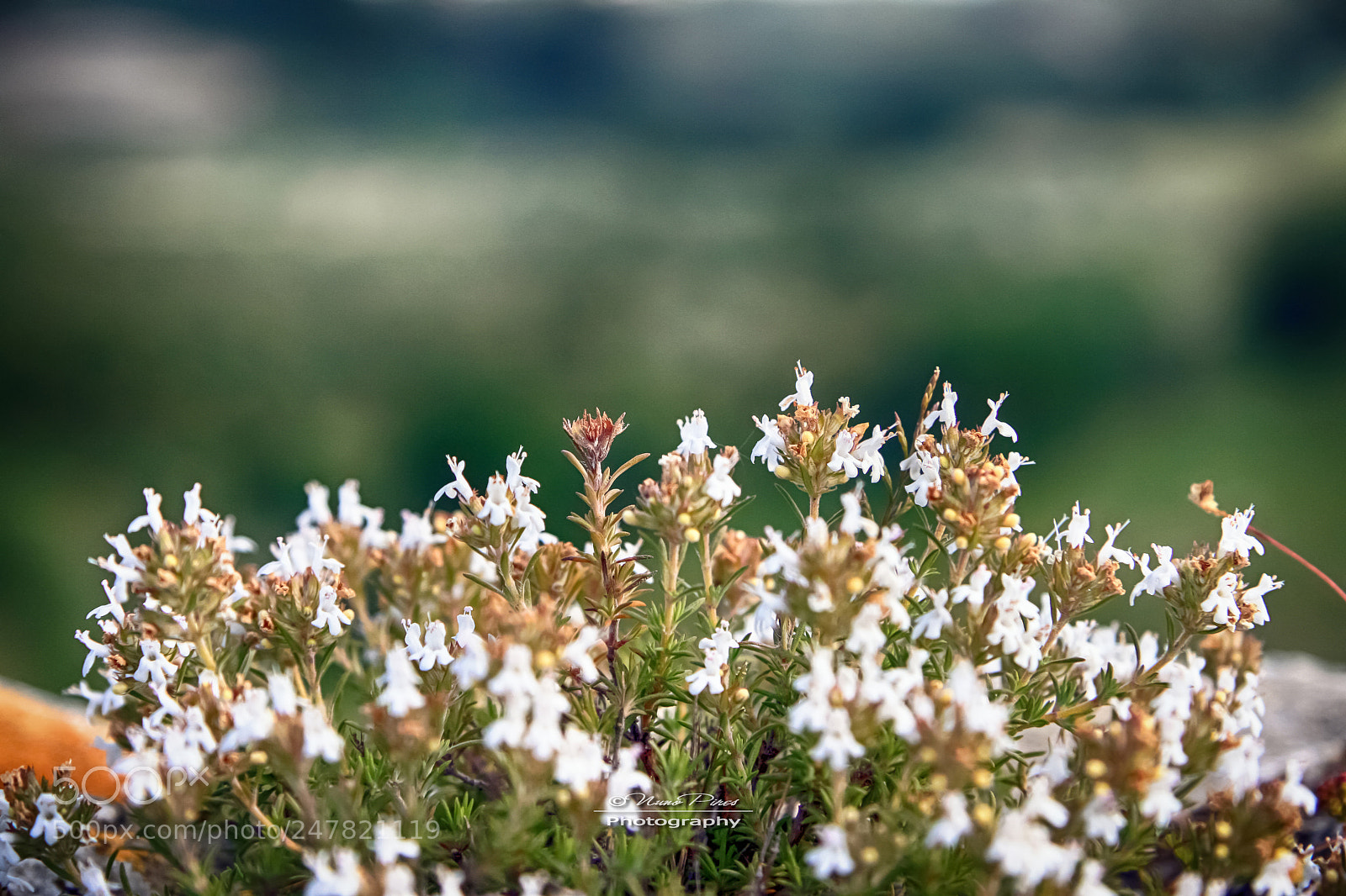 Canon EOS 400D (EOS Digital Rebel XTi / EOS Kiss Digital X) sample photo. White blossoms photography