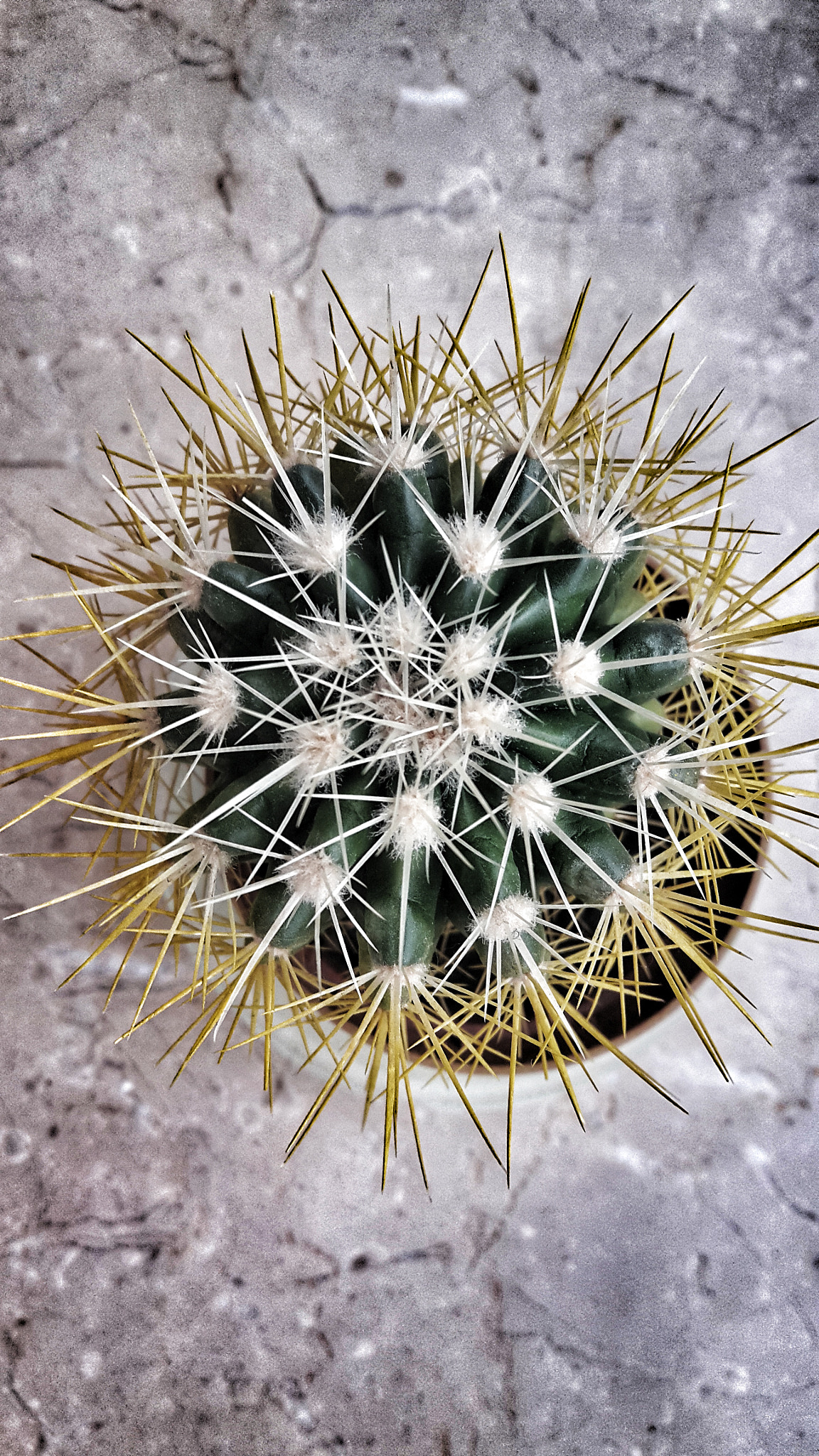 Samsung Galaxy A8 sample photo