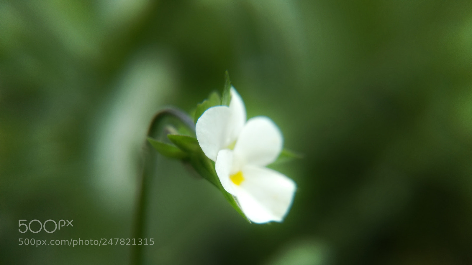 Motorola Moto G (4) sample photo. Silvestre photography