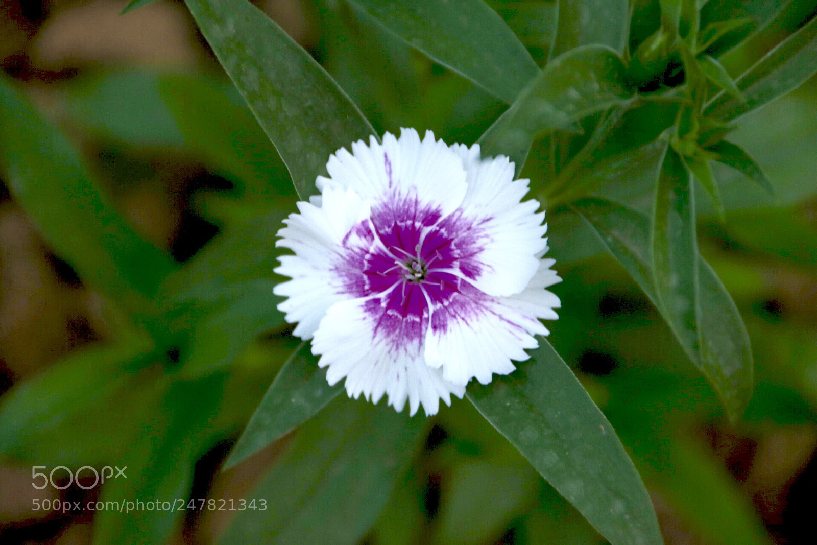 Canon EOS 80D sample photo. Untitled photography