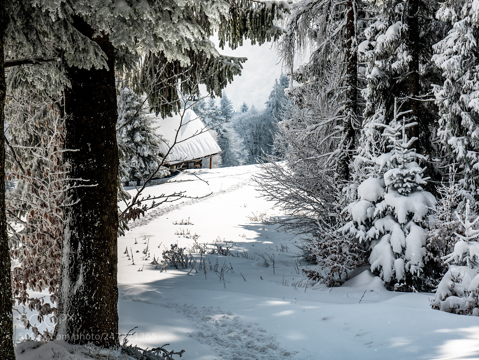 Panasonic Lumix DMC-GX85 (Lumix DMC-GX80 / Lumix DMC-GX7 Mark II) sample photo. Winter photography