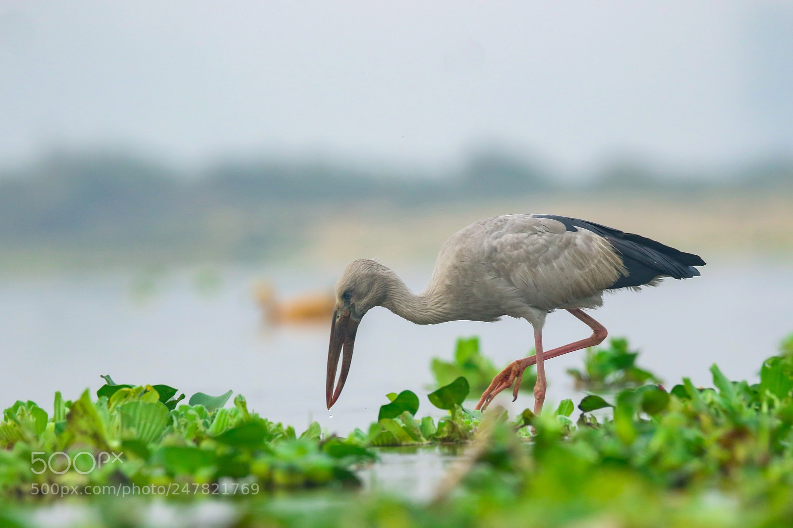Canon EOS 7D Mark II sample photo. Asian openbill photography